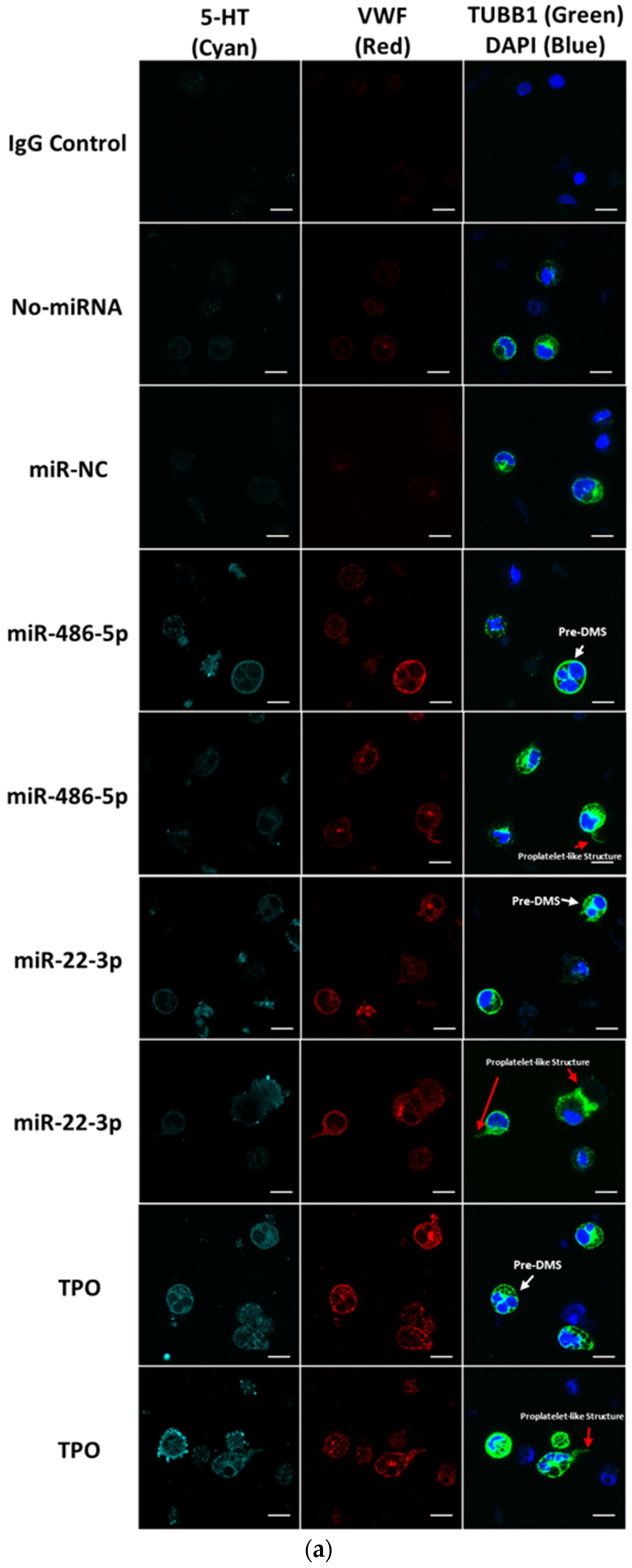 Ijms 23 05355 g003a Ijms 23 05355 g003a