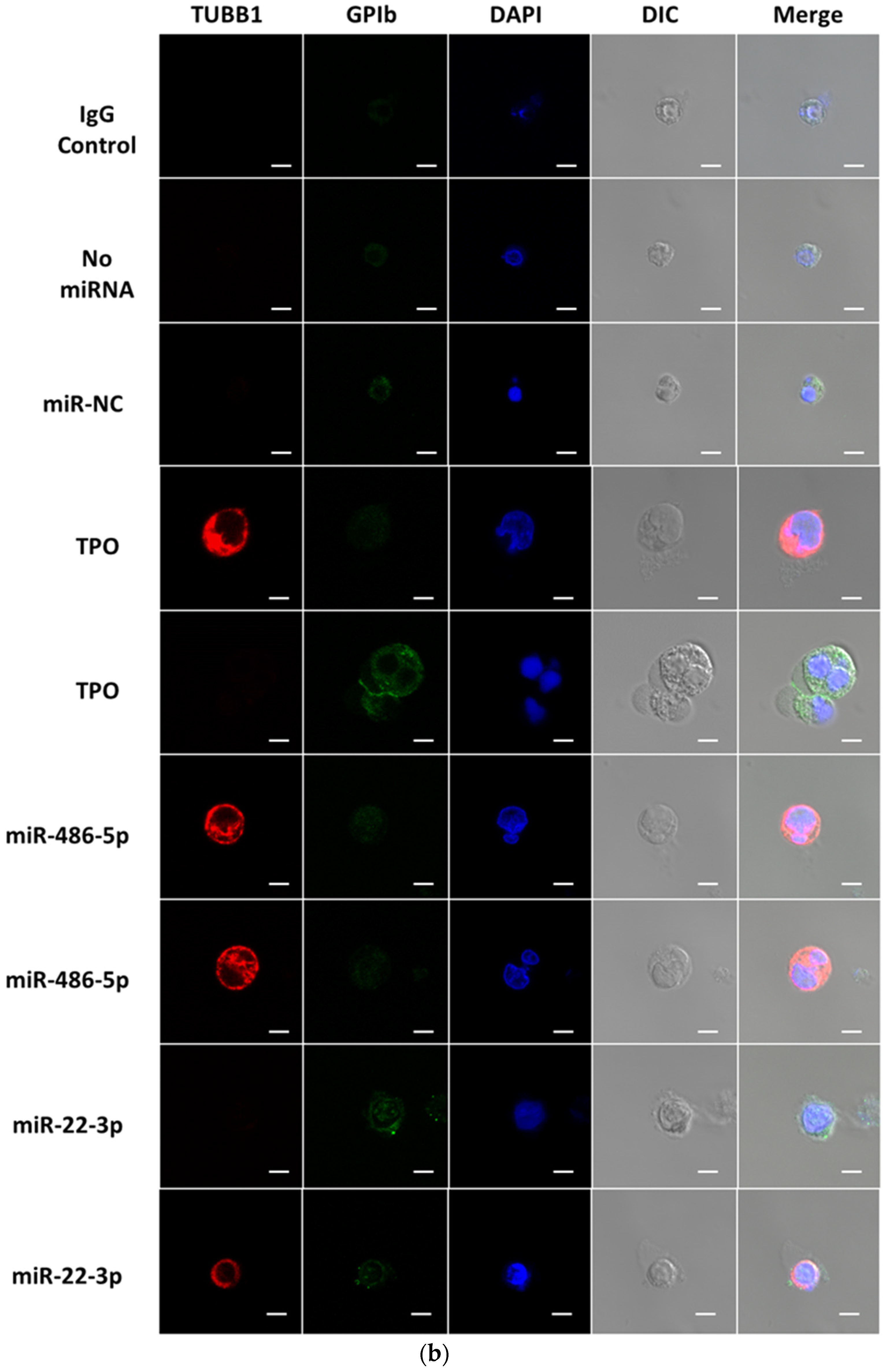 Ijms 23 05355 g003b Ijms 23 05355 g003b