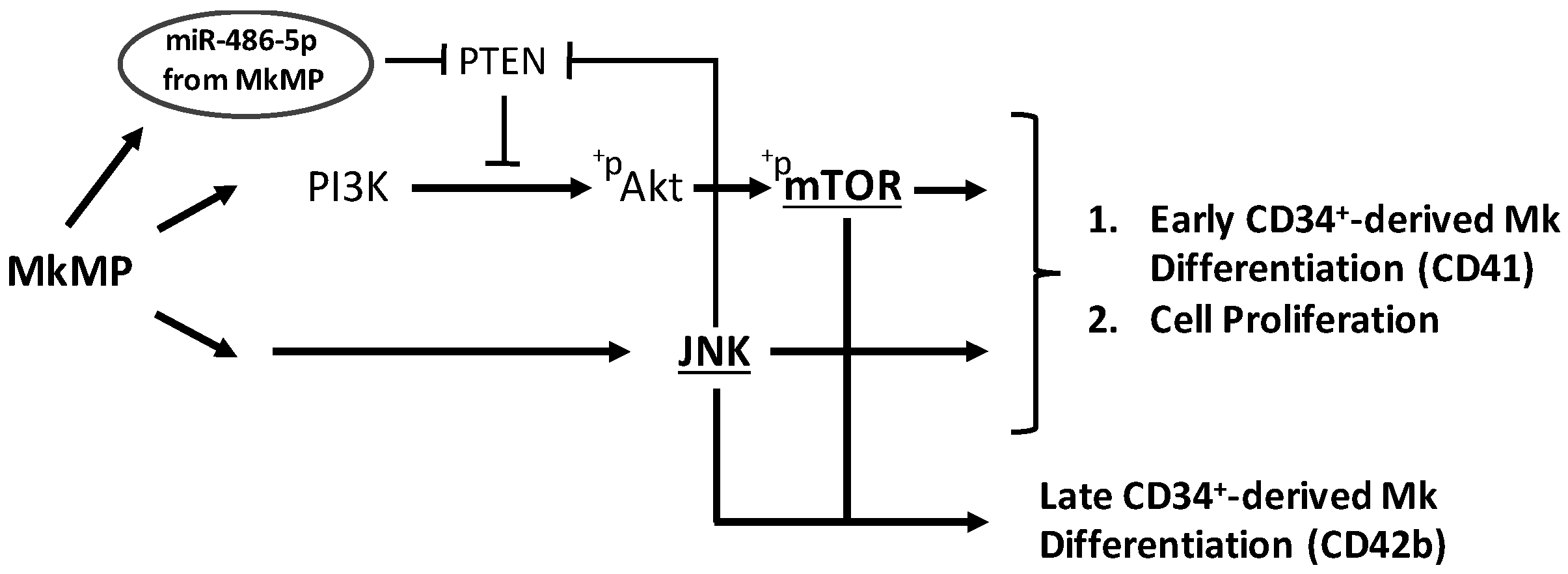 Ijms 23 05355 g007 Ijms 23 05355 g007