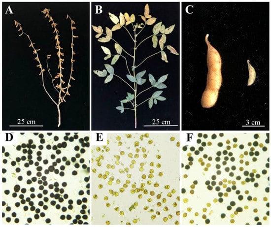 IJMS | Free Full-Text | Identification Of A Candidate Restorer-Of.