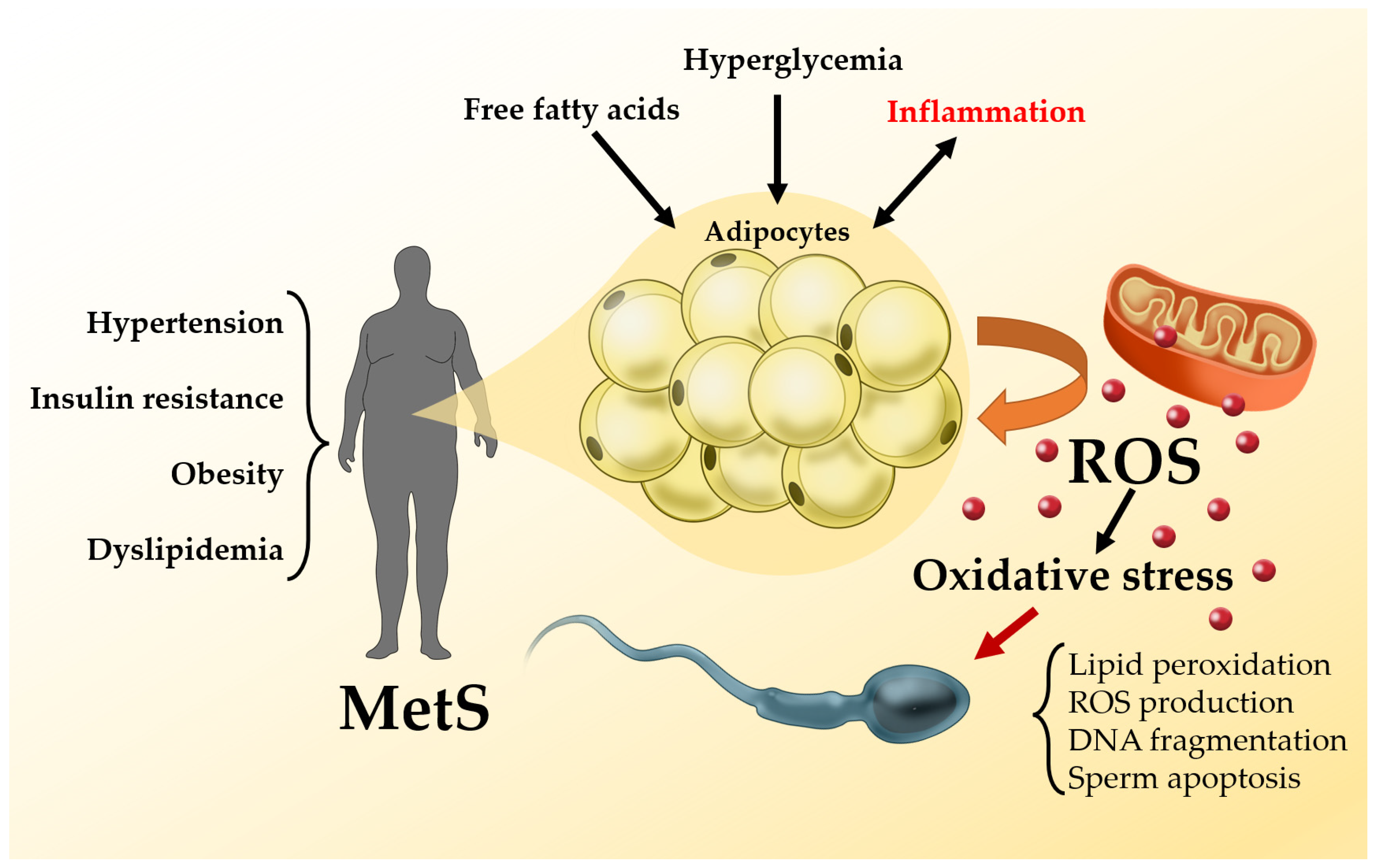 IJMS | Free Full-Text | Metabolic Syndrome and Male Fertility 