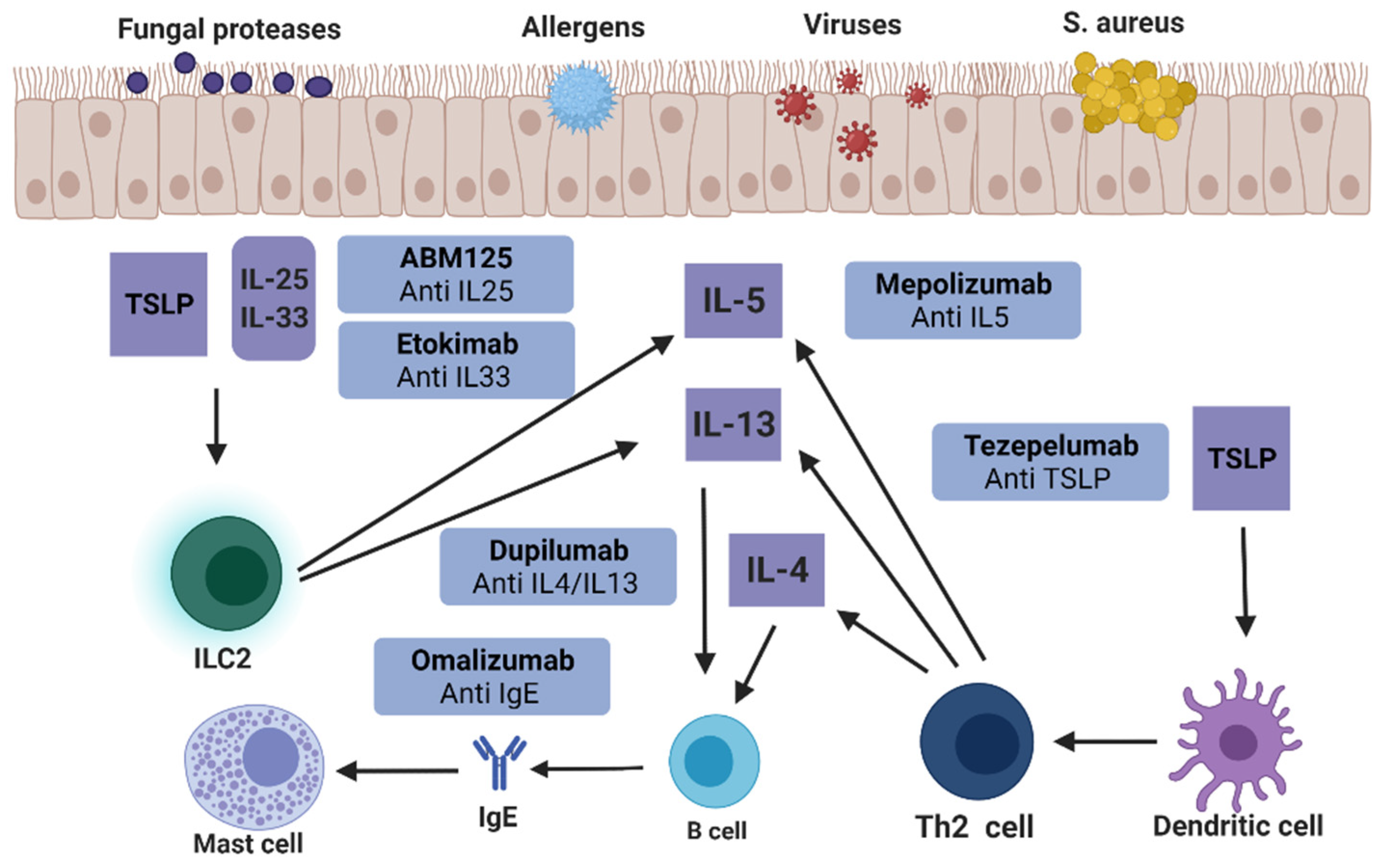 Mepolizumab for chronic rhinosinusitis with nasal polyps (SYNAPSE