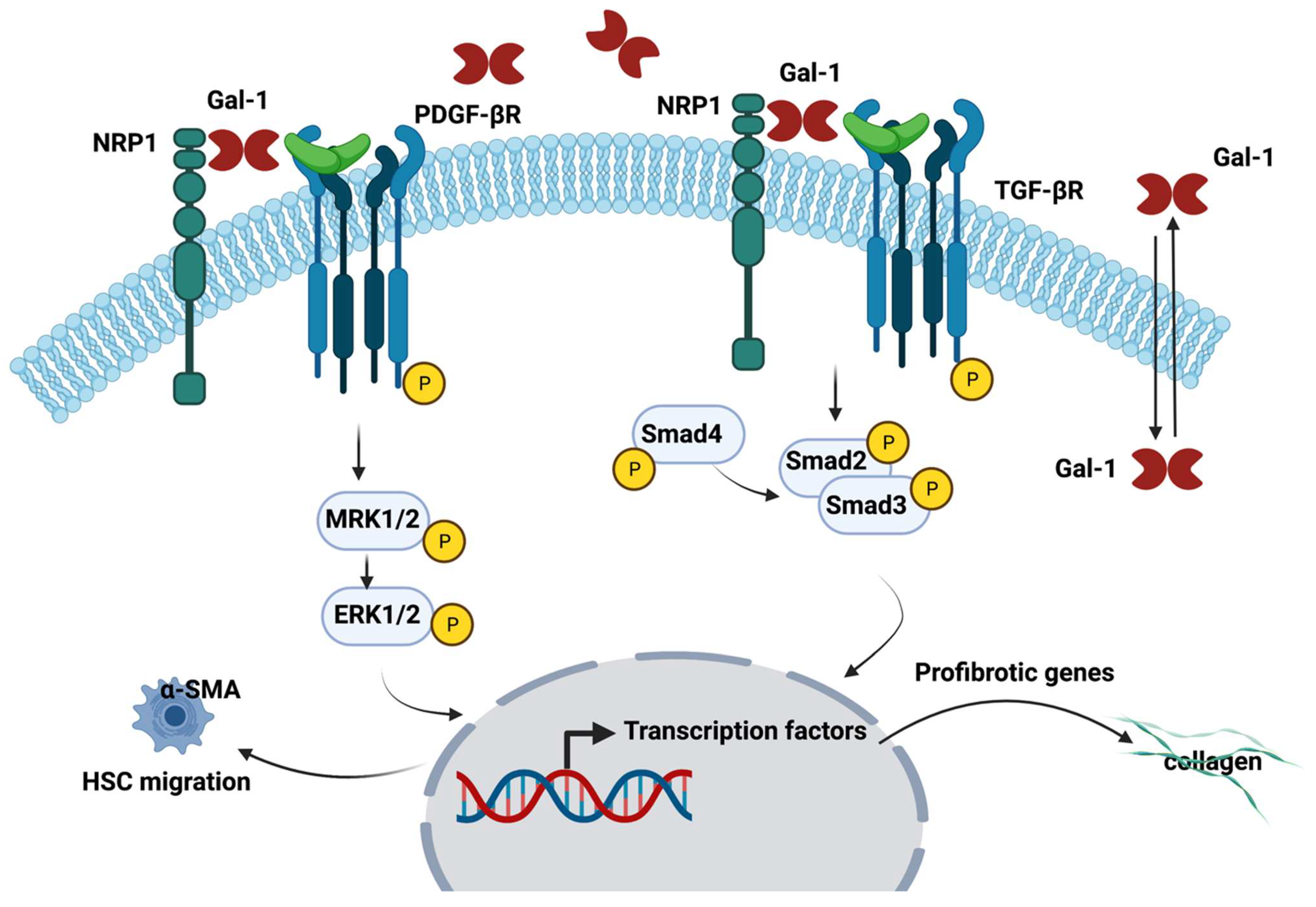 Ijms 23 05548 g002 Ijms 23 05548 g002
