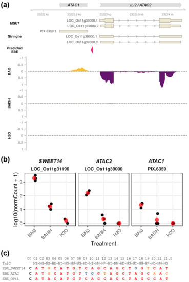 Ijms Free Full Text The Rice Ili2 Locus Is A Bidirectional Target Of The African Xanthomonas Oryzae Pv Oryzae Major Transcription Activator Like Effector Talc But Does Not Contribute To Disease Susceptibility