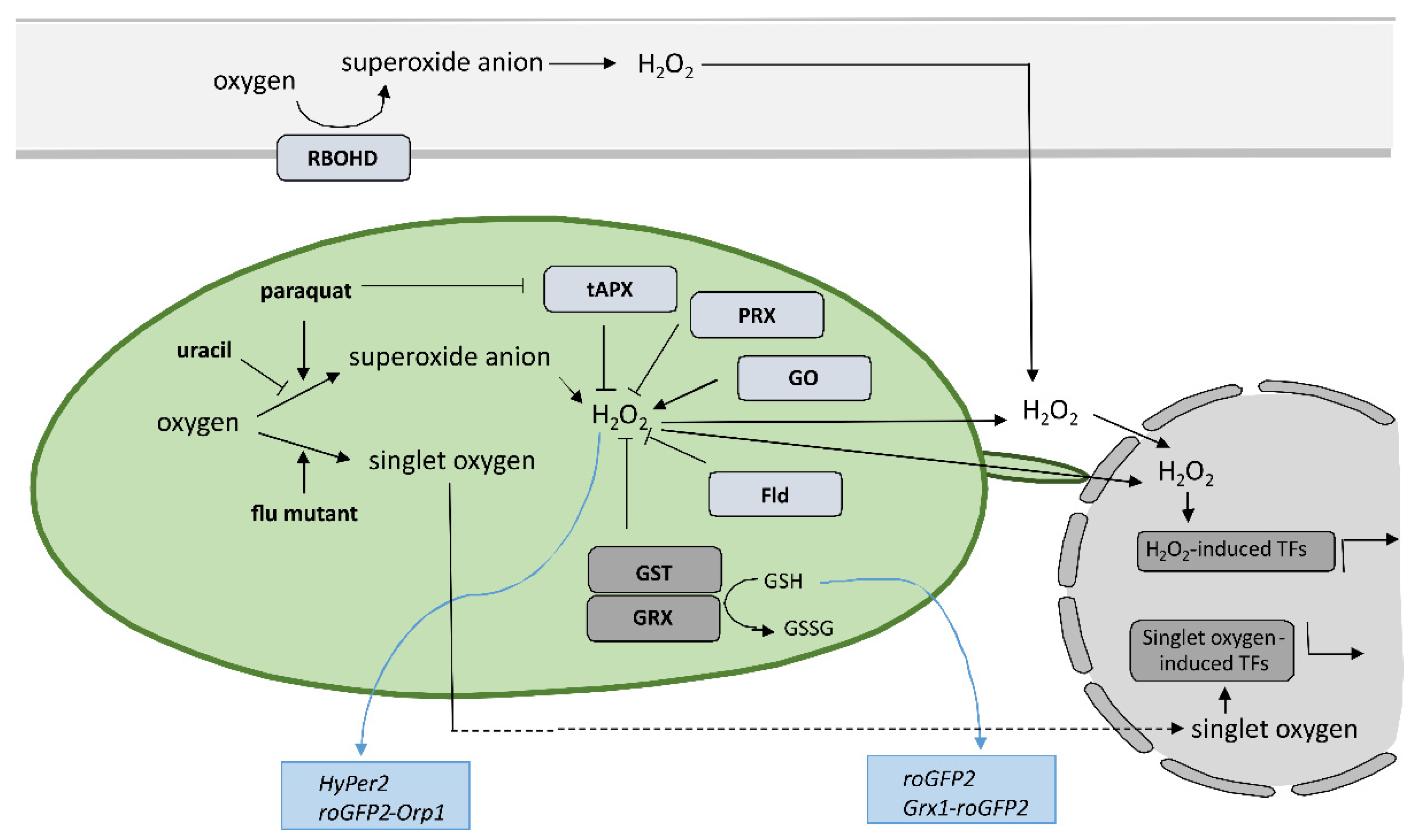 ijms-free-full-text-intertwined-roles-of-reactive-oxygen-species