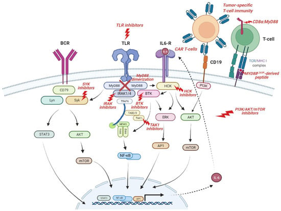 IJMS | Free Full-Text | MYD88 Mutations: Transforming the Landscape of ...