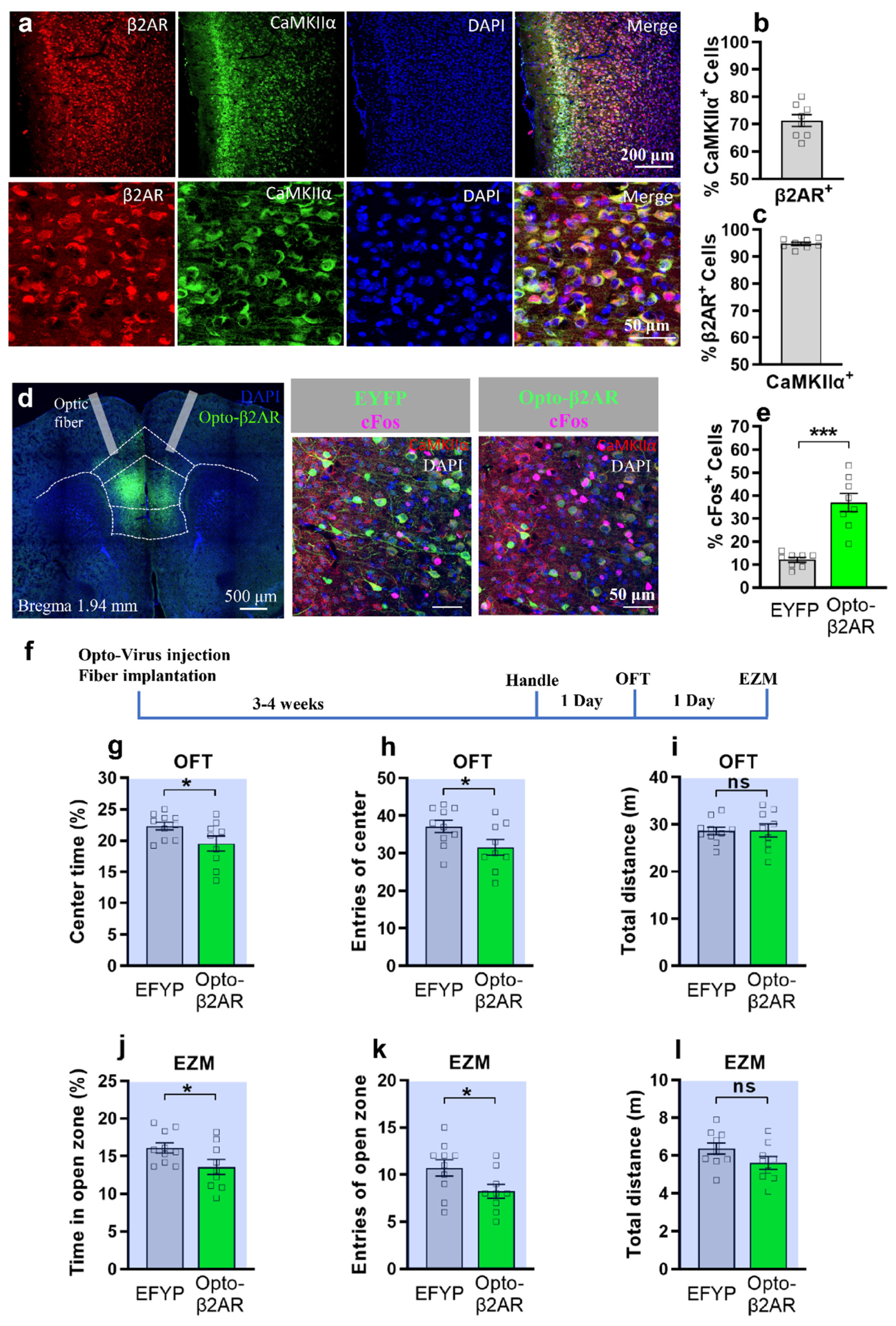 PVN-mPFC OXT projections are necessary for anti-anxiety in PMS rats a