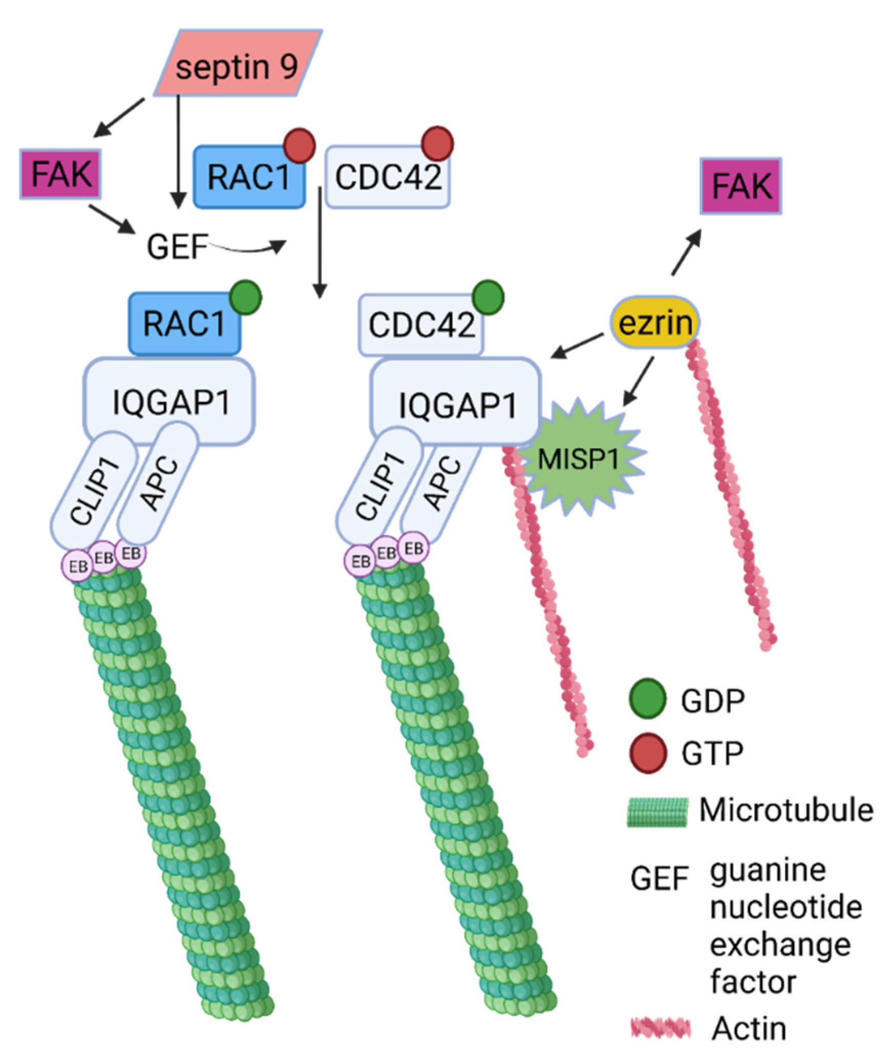 Ijms 23 05594 g007 Ijms 23 05594 g007