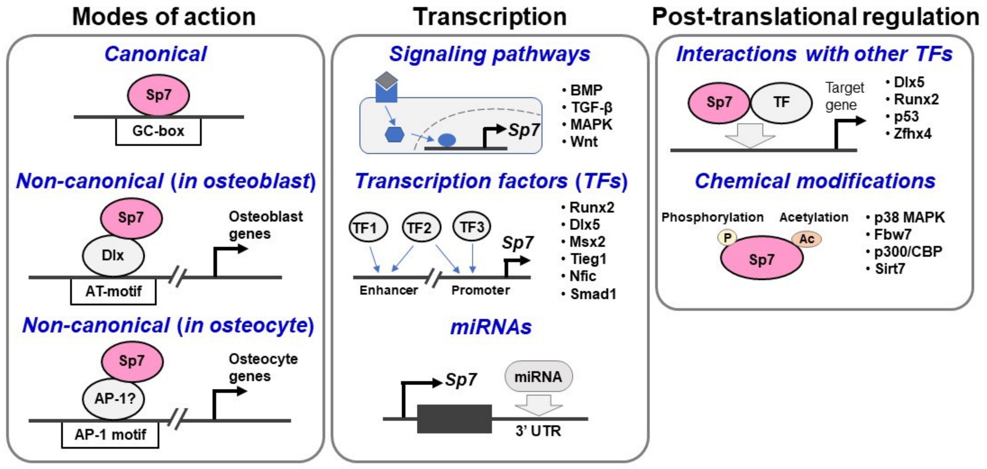 IJMS | Free Full-Text | Sp7 Action in the Skeleton: Its Mode of