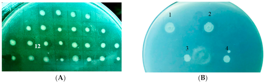 Ijms 23 05649 g002 Ijms 23 05649 g002