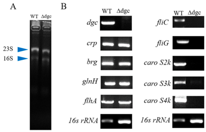 Ijms 23 05649 g003 Ijms 23 05649 g003