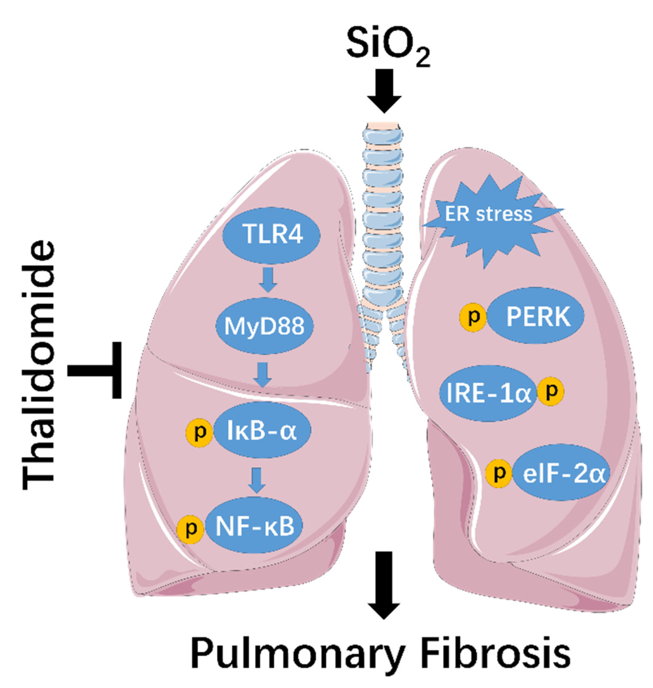 Ijms 23 05656 g008 Ijms 23 05656 g008