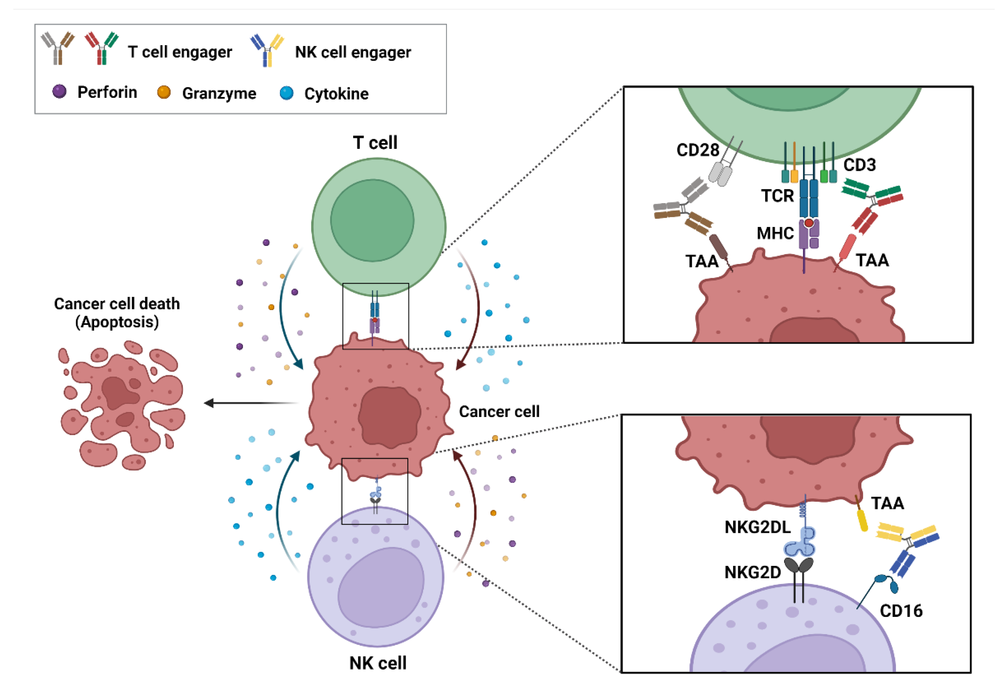 IJMS | Free Full-Text | Bispecific Antibody-Based Immune-Cell Engagers and  Their Emerging Therapeutic Targets in Cancer Immunotherapy | HTML