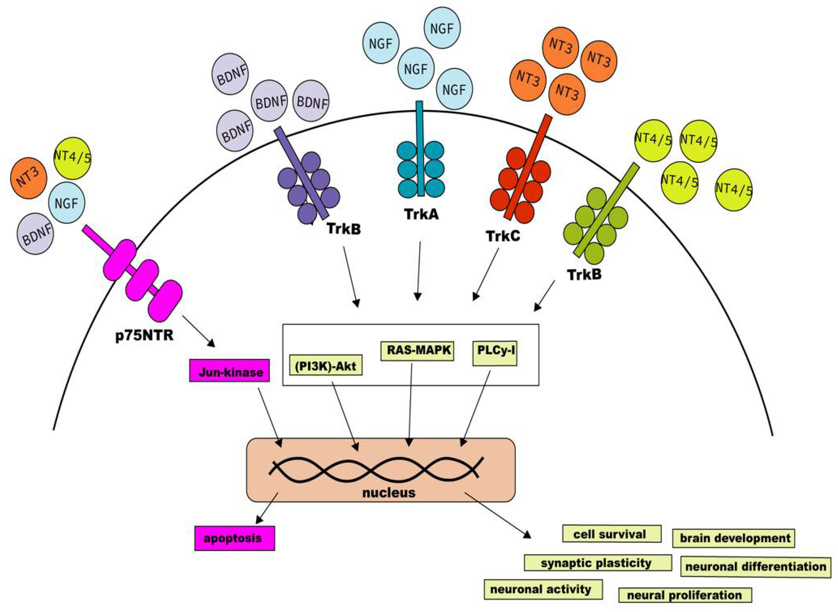 IJMS | Free Full-Text | Neurotrophin Signaling Impairment by Viral  Infections in the Central Nervous System | HTML