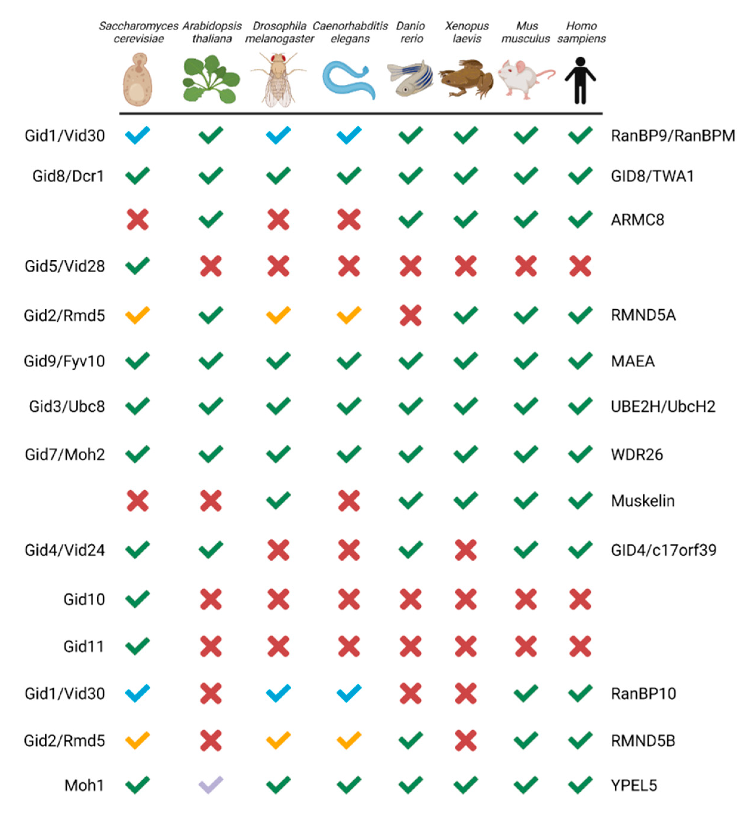 Ijms 23 05863 g001 Ijms 23 05863 g001