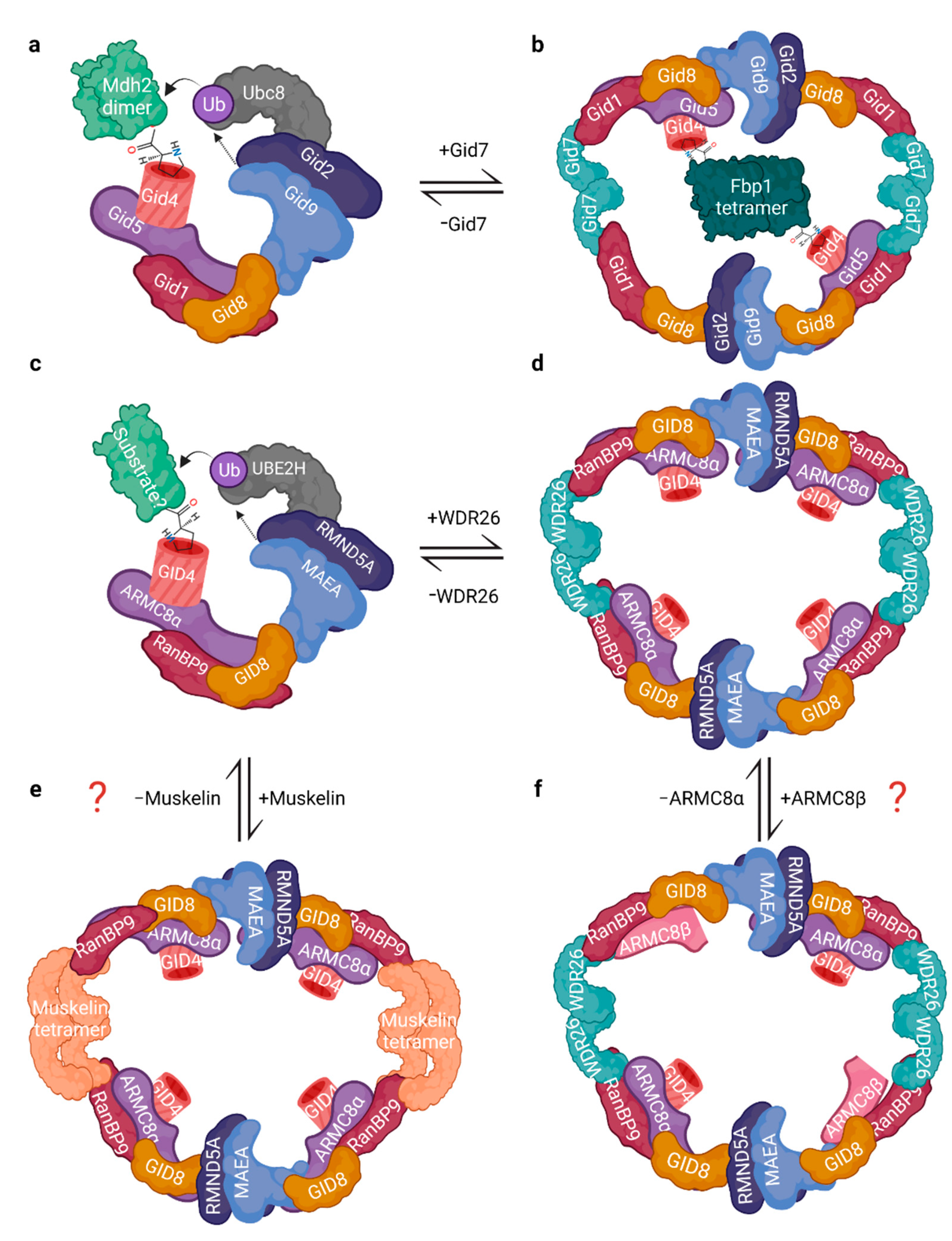 Ijms 23 05863 g003 Ijms 23 05863 g003