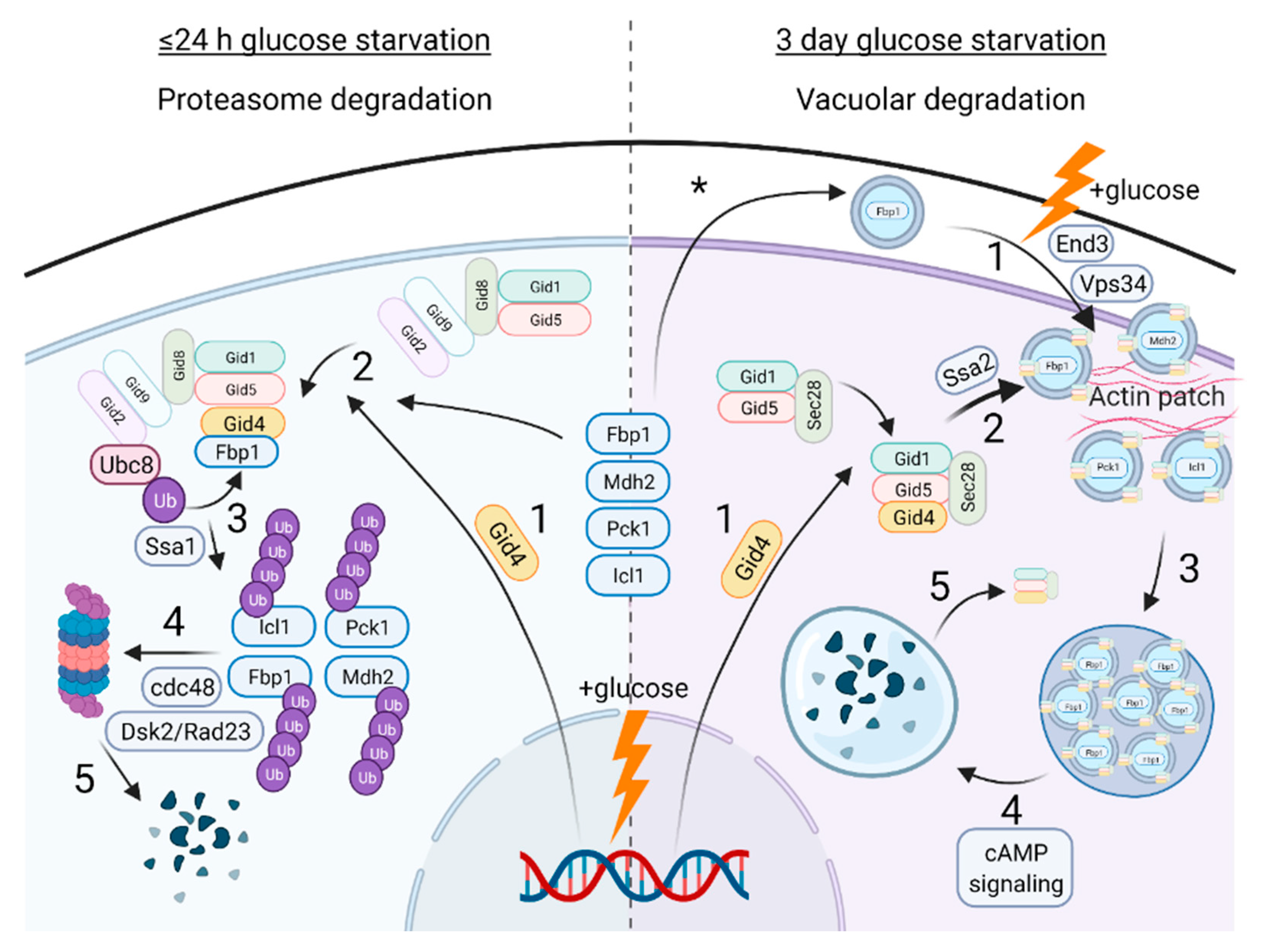 Ijms 23 05863 g004 Ijms 23 05863 g004
