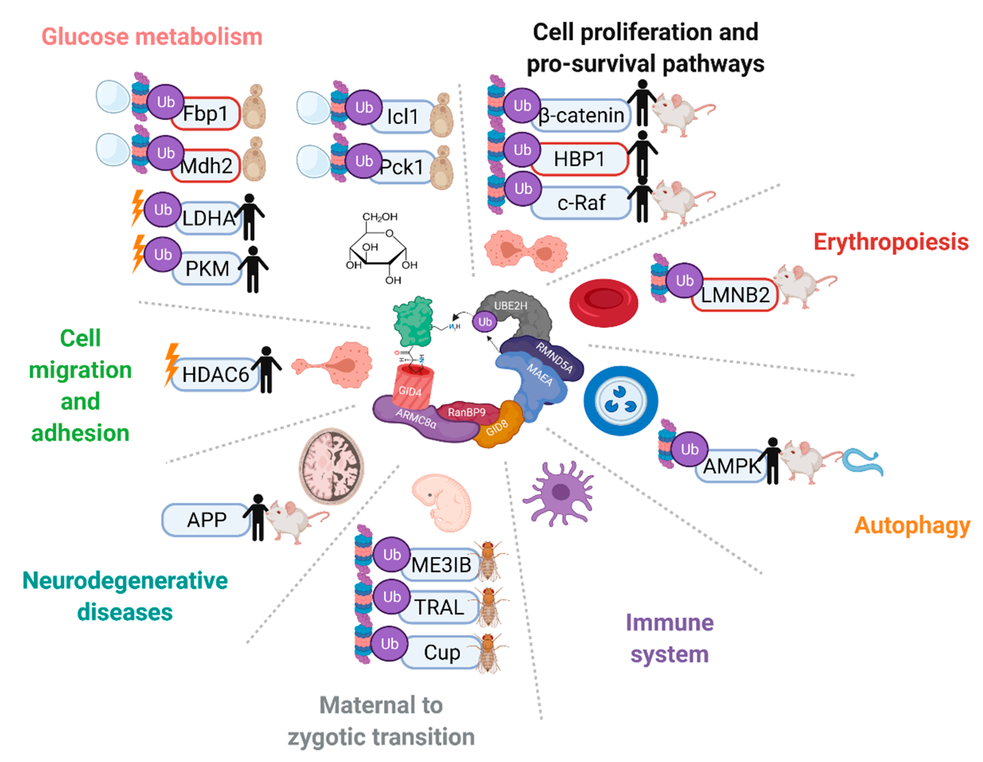 Ijms 23 05863 g005 Ijms 23 05863 g005