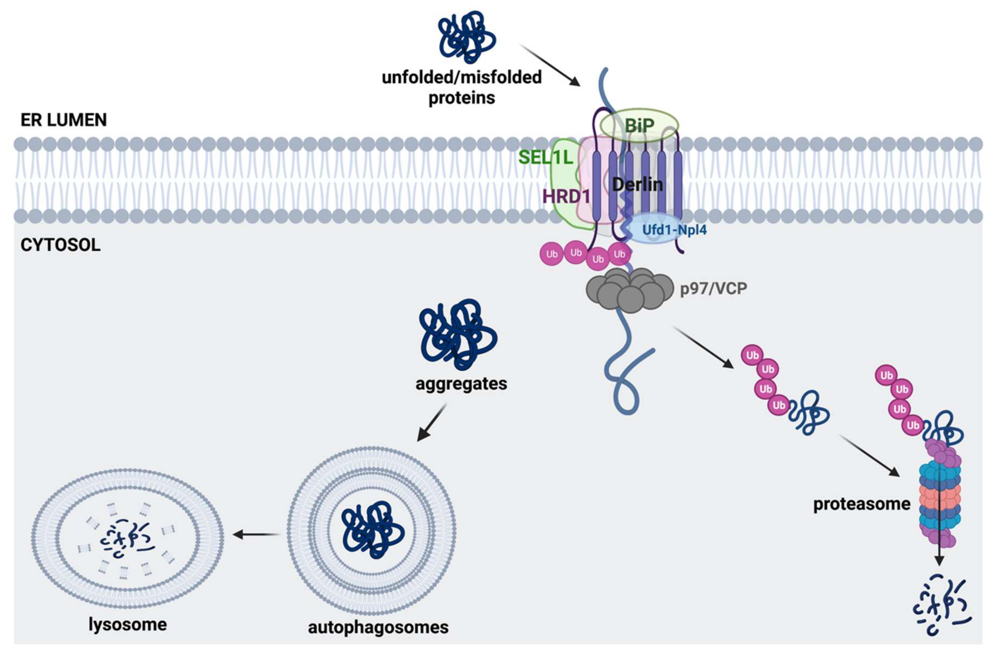 Ijms 23 05894 g002 Ijms 23 05894 g002
