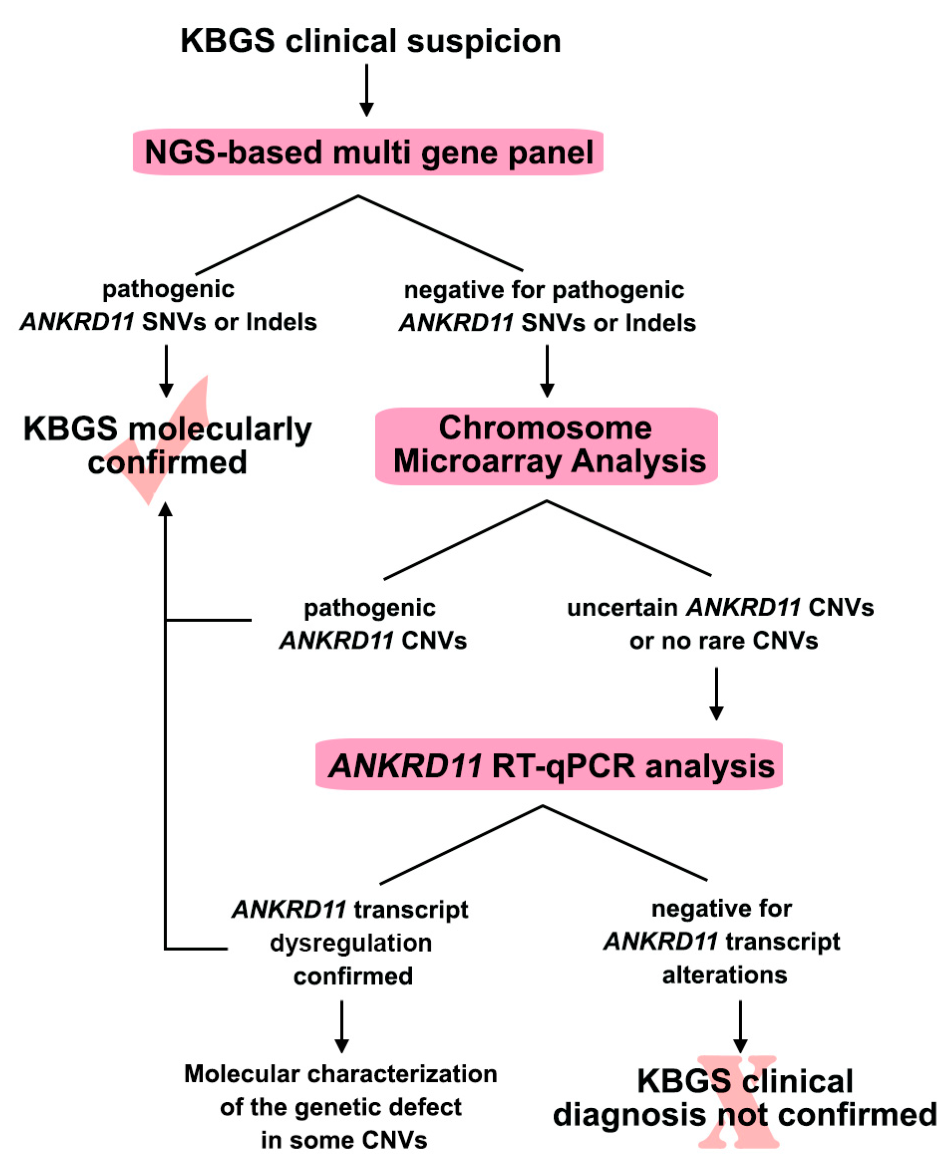 Ijms Free Full Text Expanding The Molecular Spectrum Of Ankrd11 Gene Defects In 33 Patients 