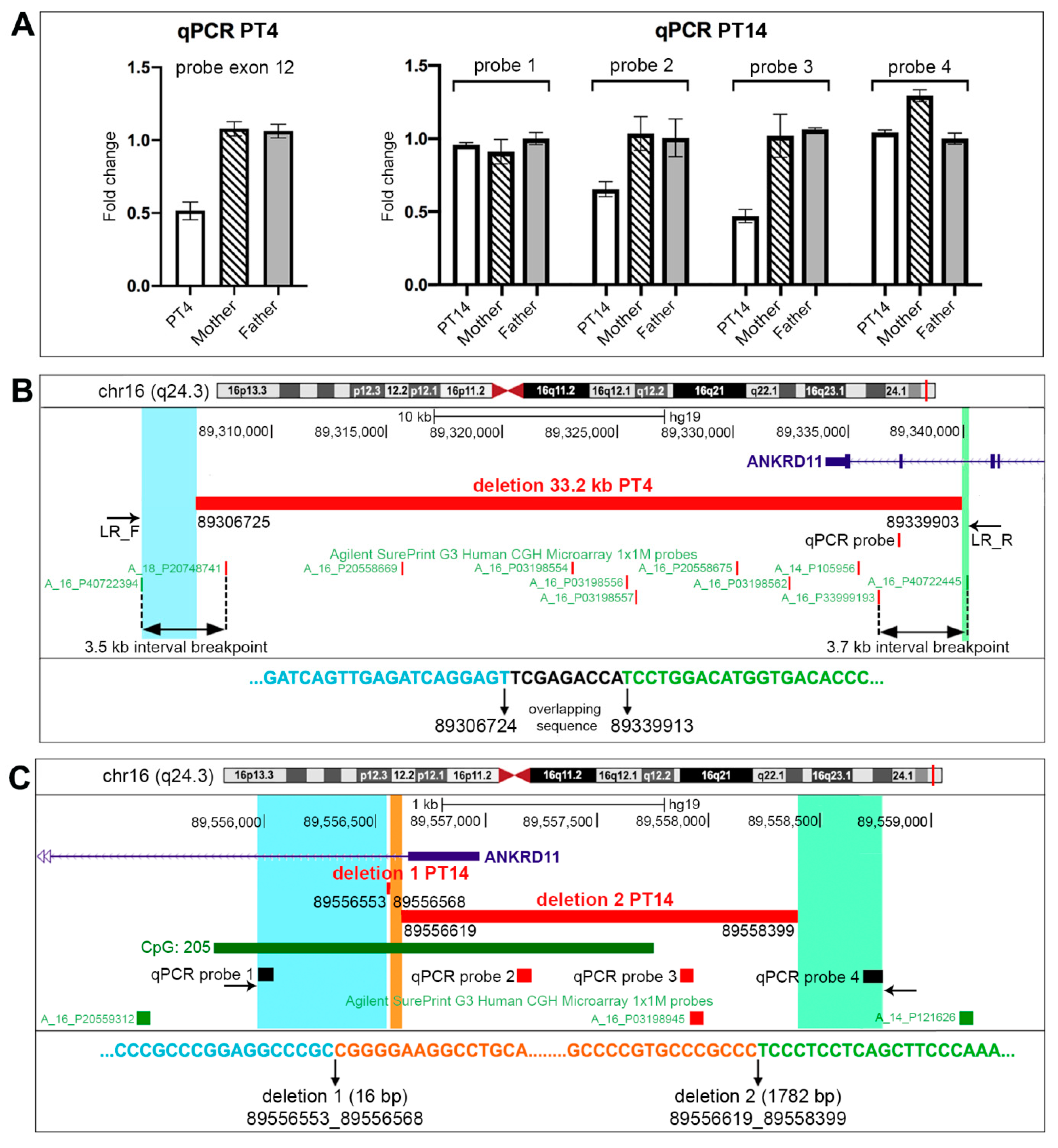 Ijms Free Full Text Expanding The Molecular Spectrum Of Ankrd11 Gene Defects In 33 Patients 