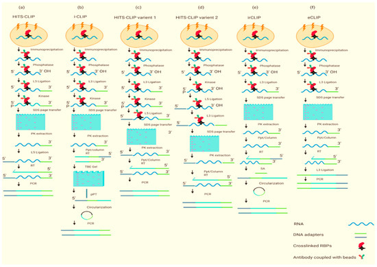 https://www.mdpi.com/ijms/ijms-23-05923/article_deploy/html/images/ijms-23-05923-g001-550.jpg