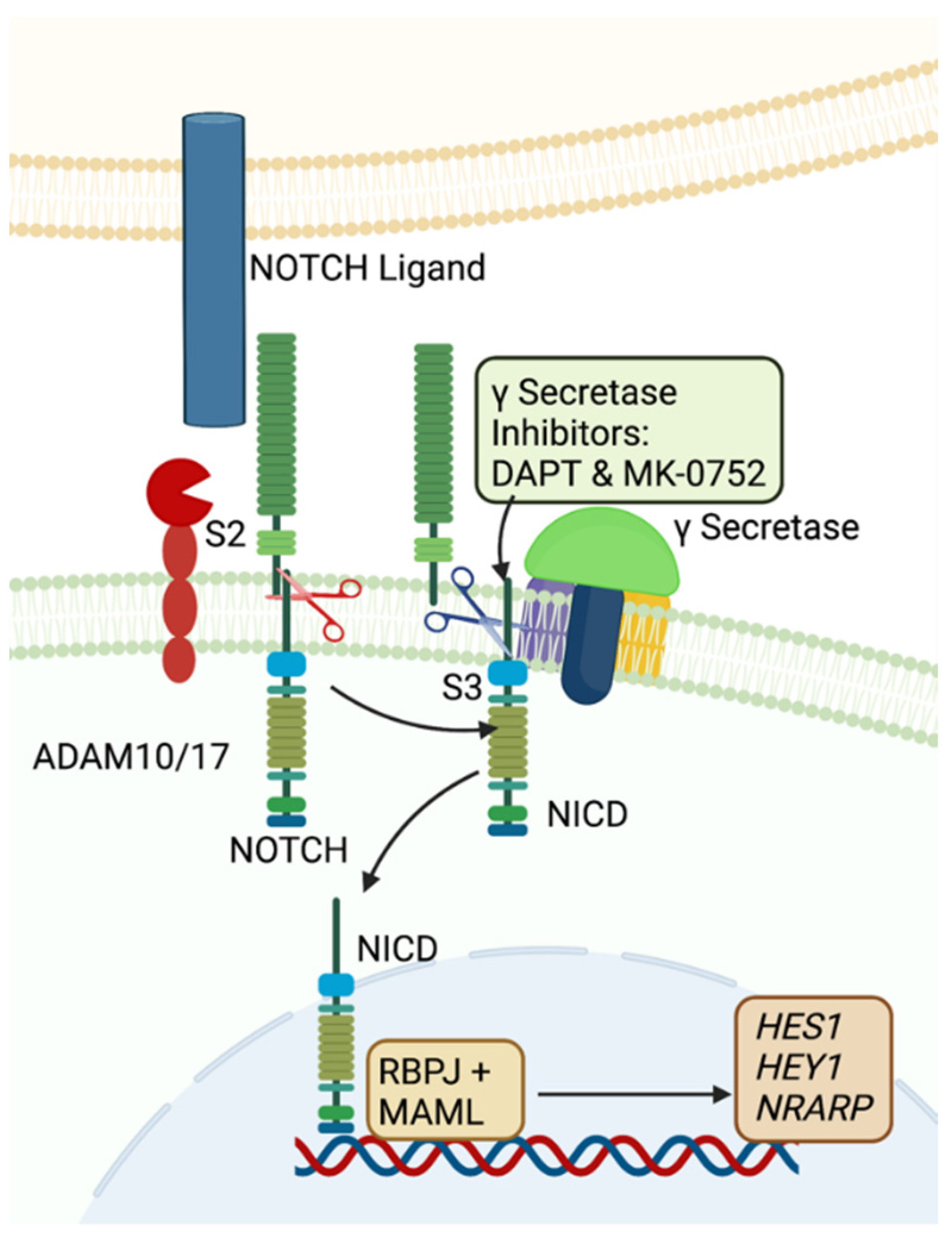 IJMS | Free Full-Text | Gamma Secretase Inhibitors as Potential Therapeutic  Targets for Notch Signaling in Uterine Leiomyosarcoma | HTML