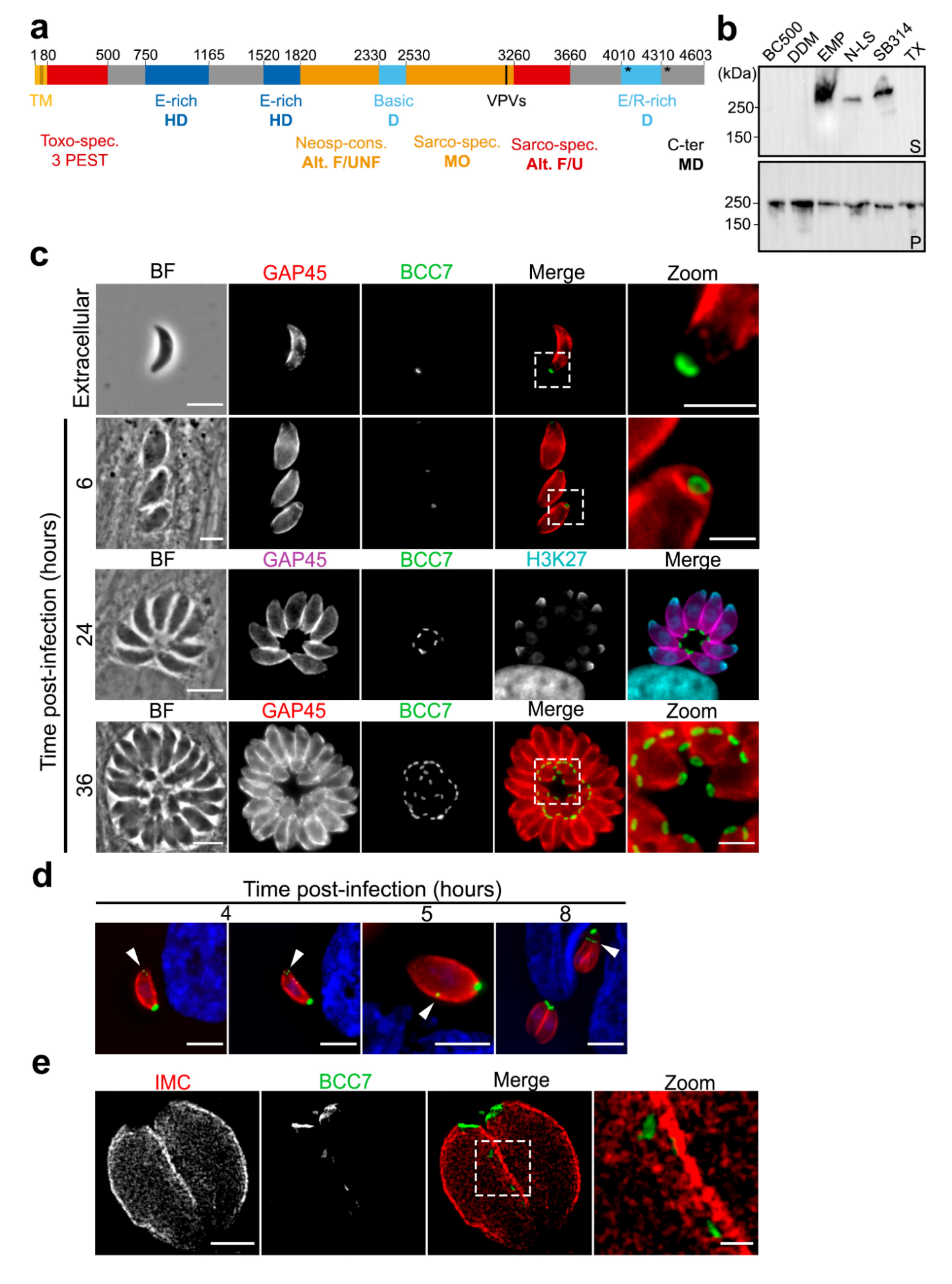 IJMS | Free Full-Text | The BCC7 Protein Contributes to the