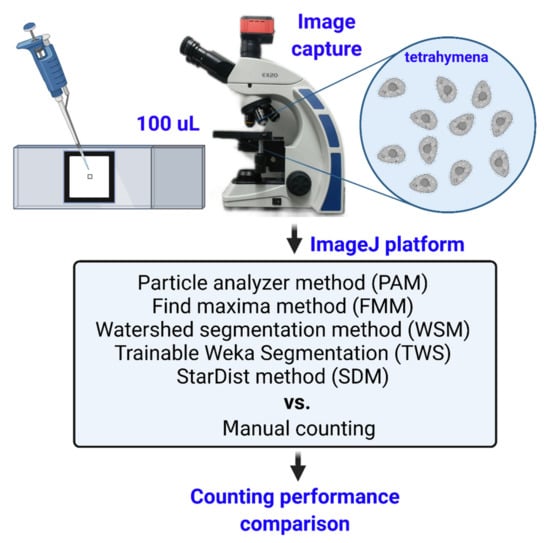 https://www.mdpi.com/ijms/ijms-23-06009/article_deploy/html/images/ijms-23-06009-g001-550.jpg