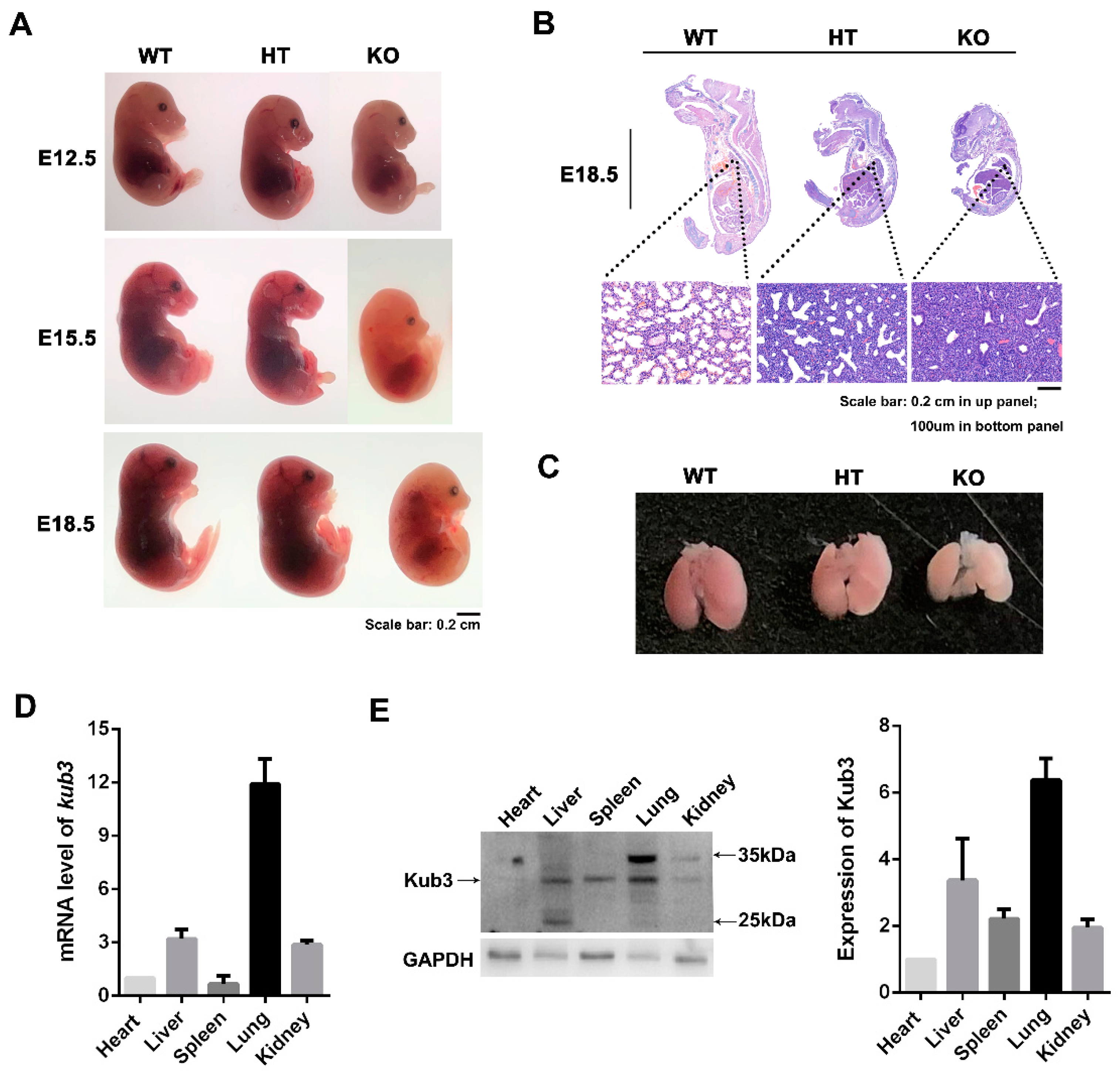 Ijms 23 06014 g002 Ijms 23 06014 g002