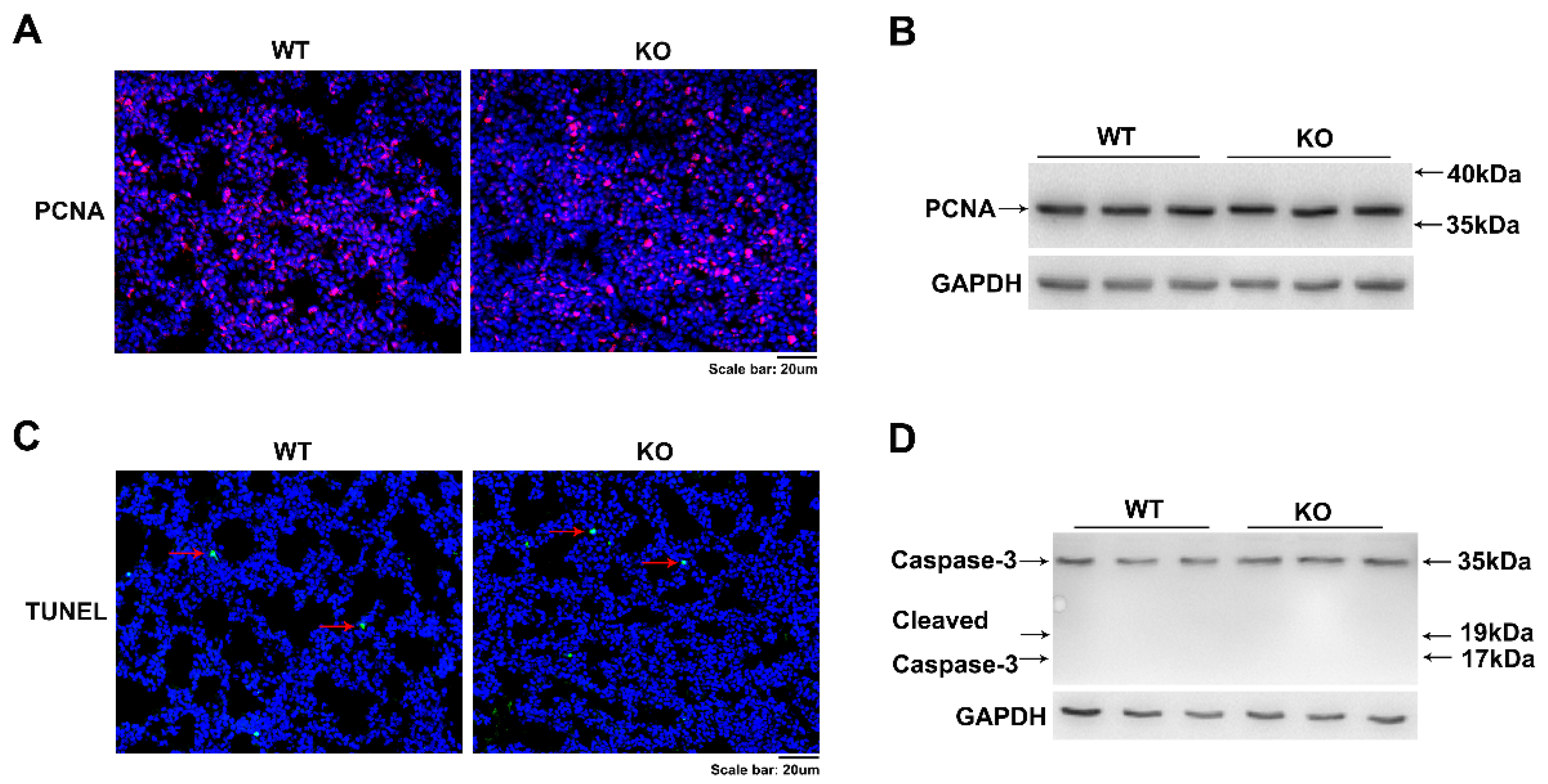 Ijms 23 06014 g004 Ijms 23 06014 g004