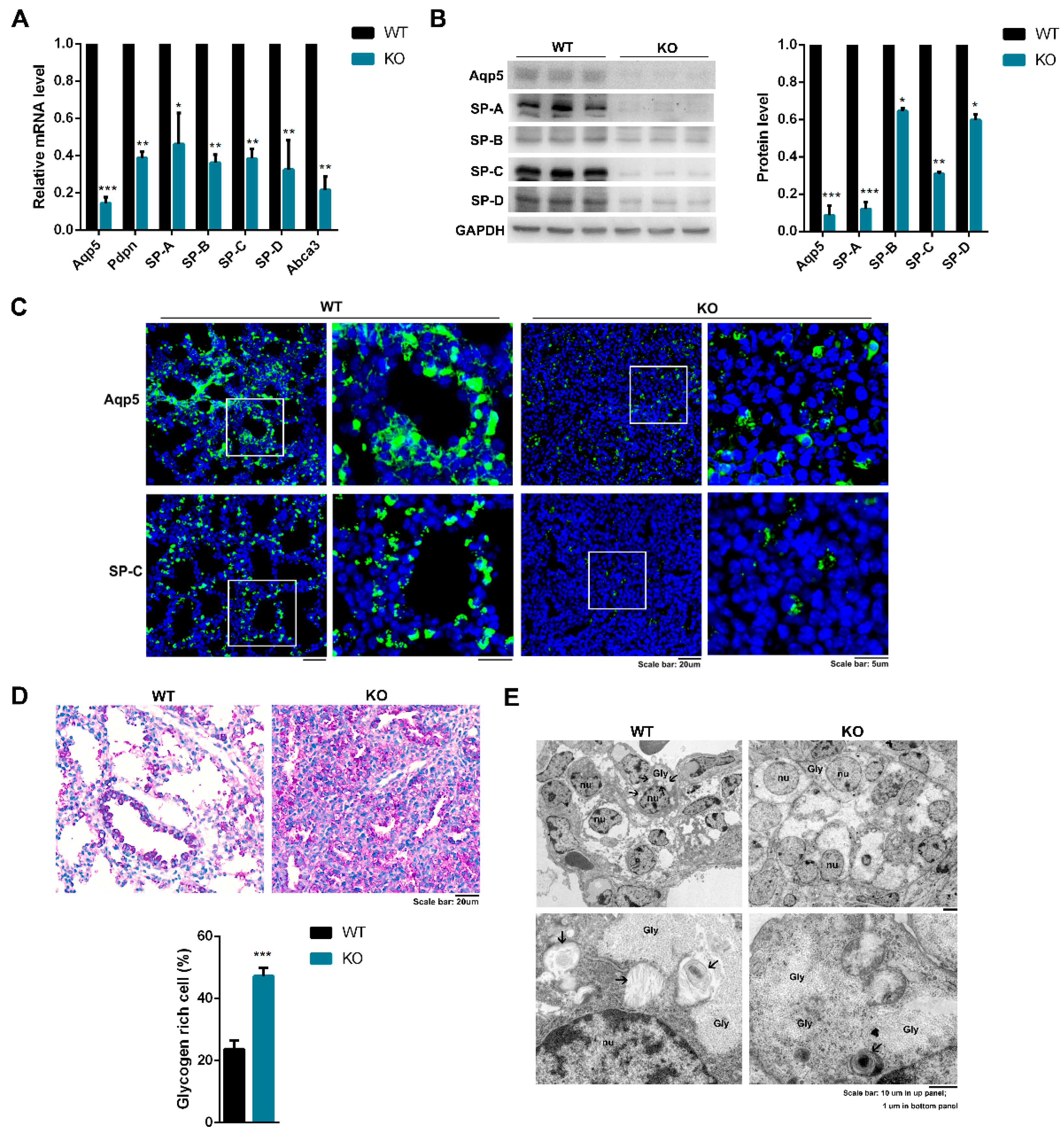 Ijms 23 06014 g005 Ijms 23 06014 g005