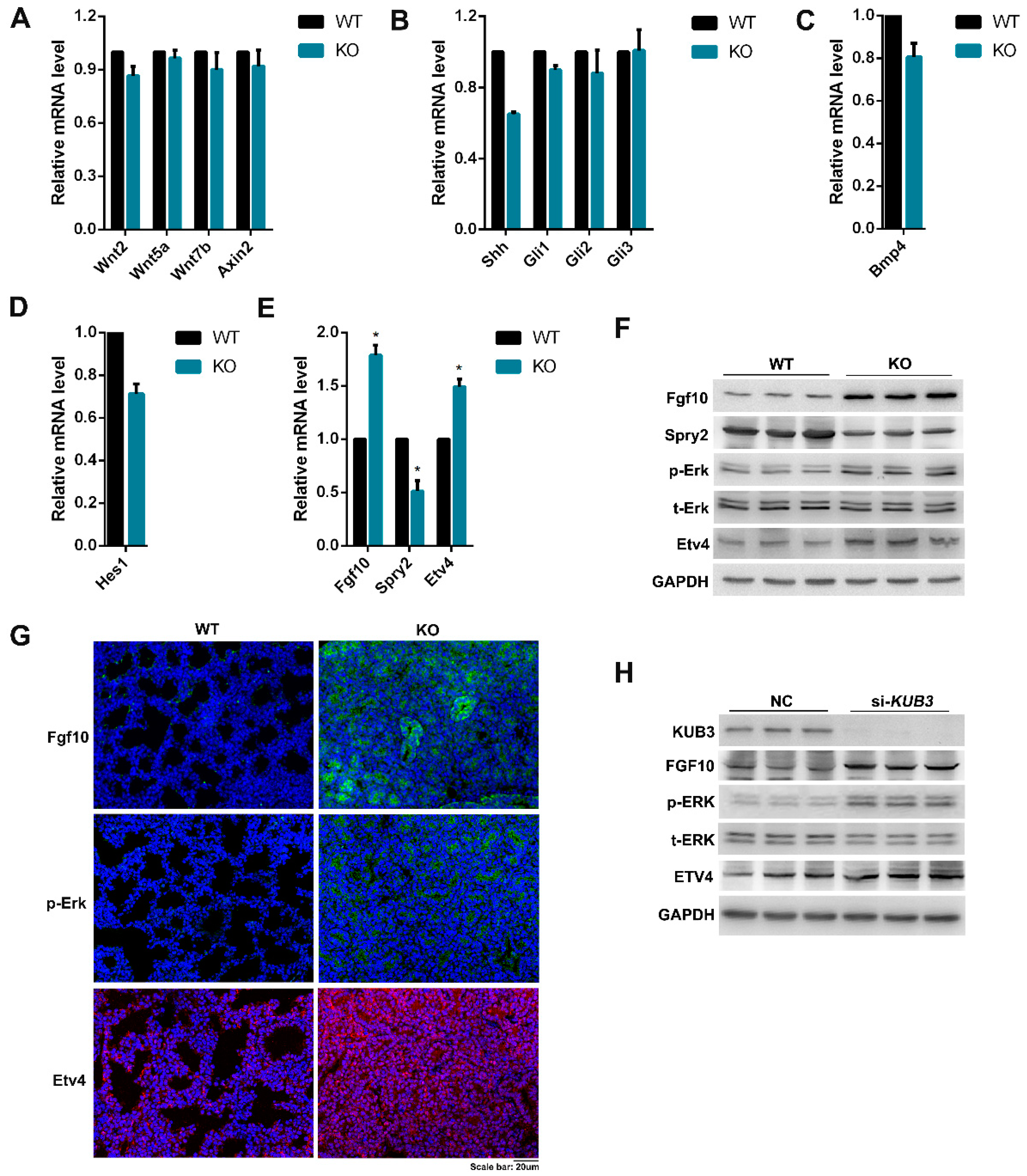 Ijms 23 06014 g006 Ijms 23 06014 g006