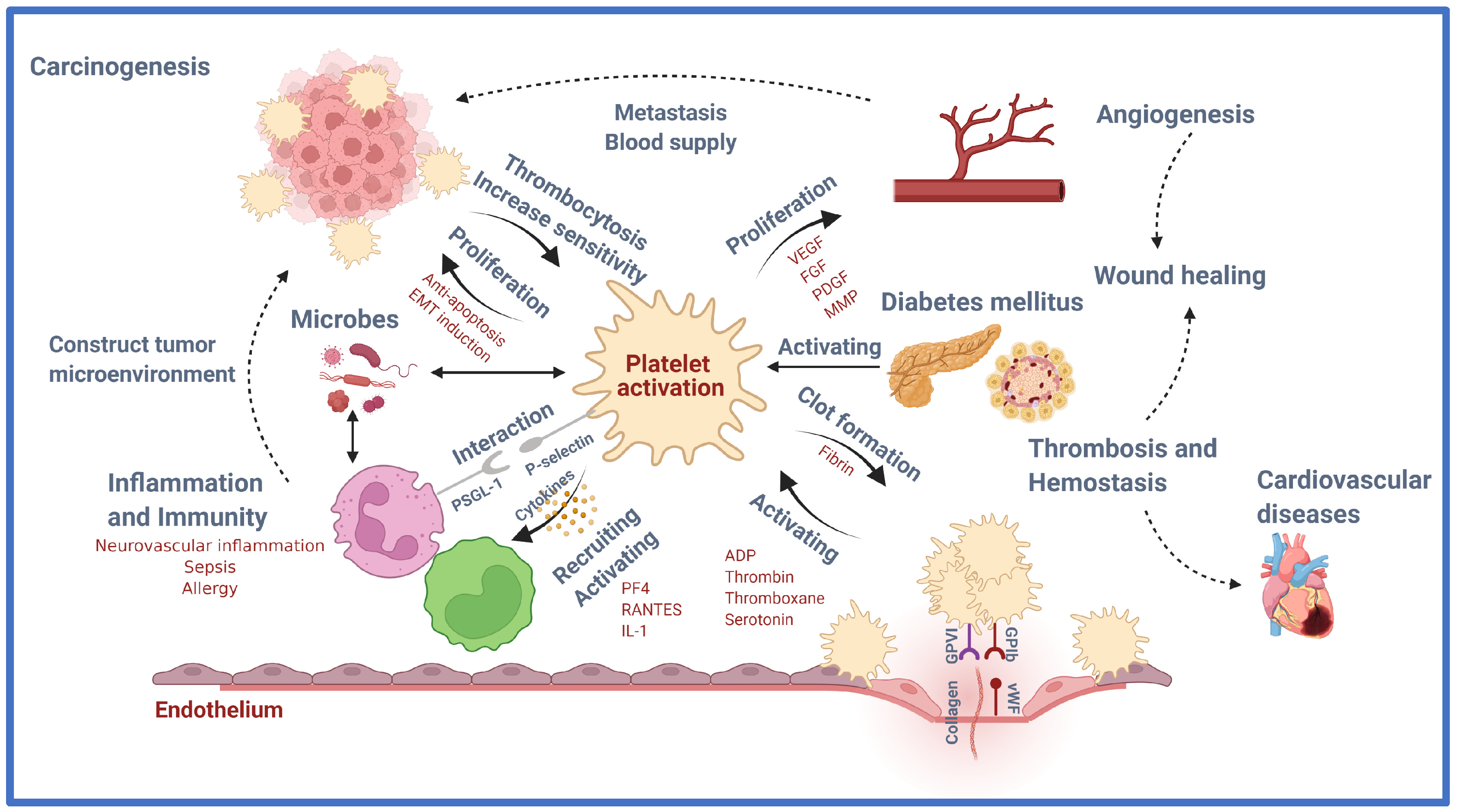IJMS | Free Full-Text | An Insight into Recent Advances on Platelet  Function in Health and Disease | HTML