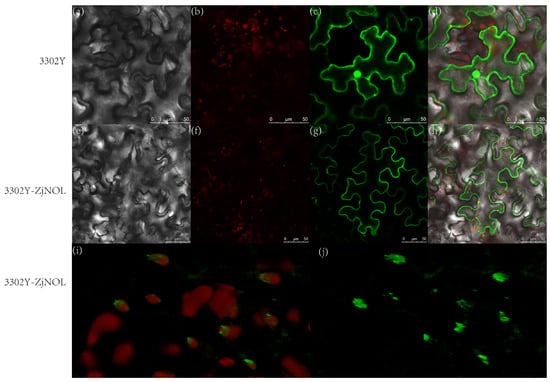 IJMS | Free Full-Text | Expression Of A Chlorophyll B Reductase Gene ...