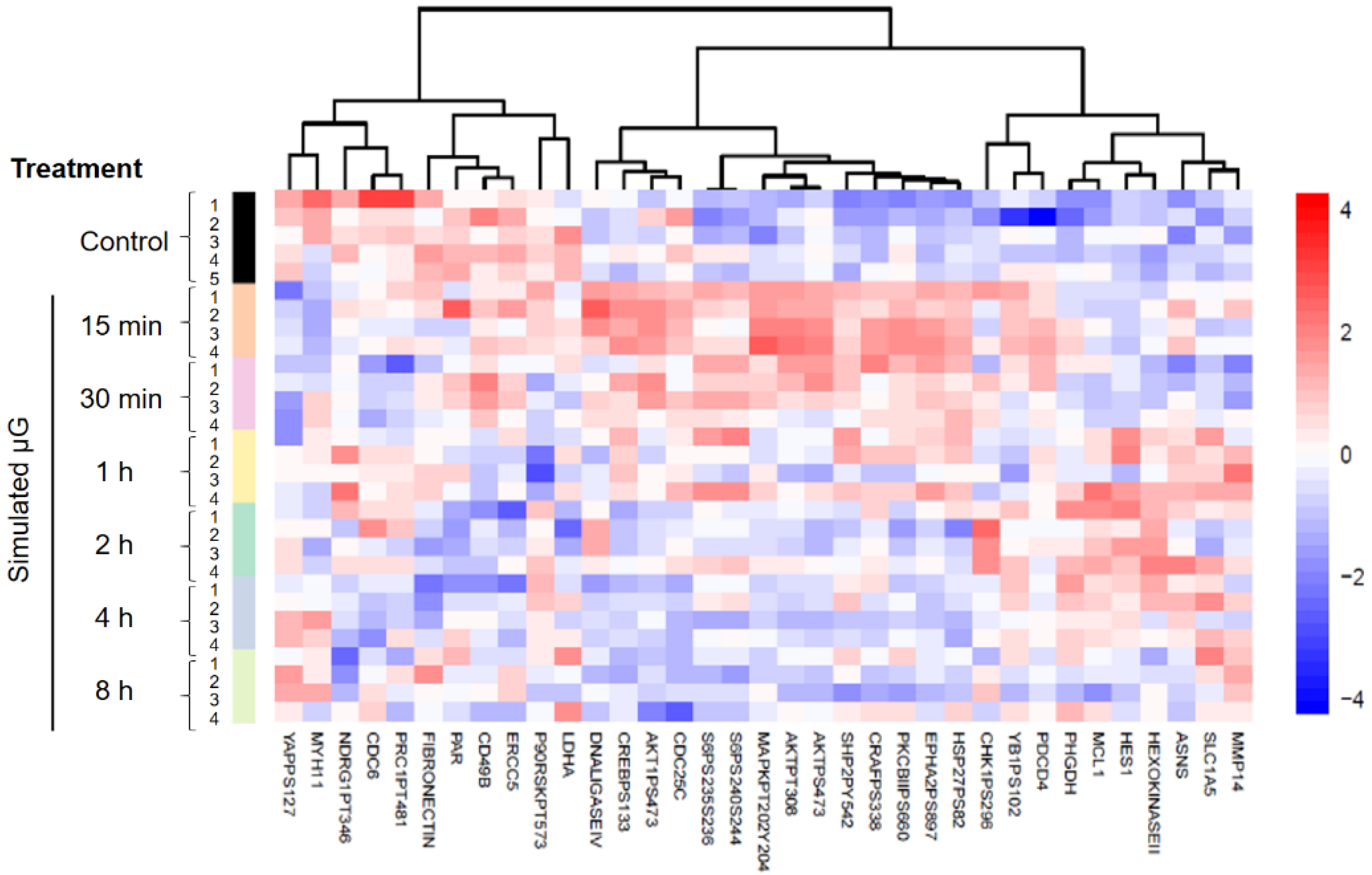 IJMS Free Full Text Adaptation and Changes in Actin Dynamics