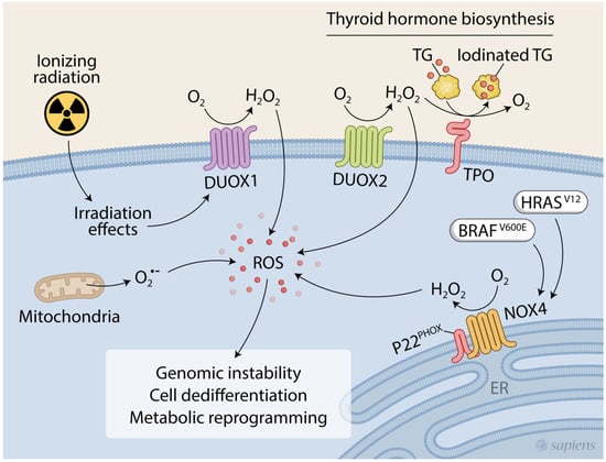 IJMS | Free Full-Text | Redox Homeostasis in Thyroid Cancer