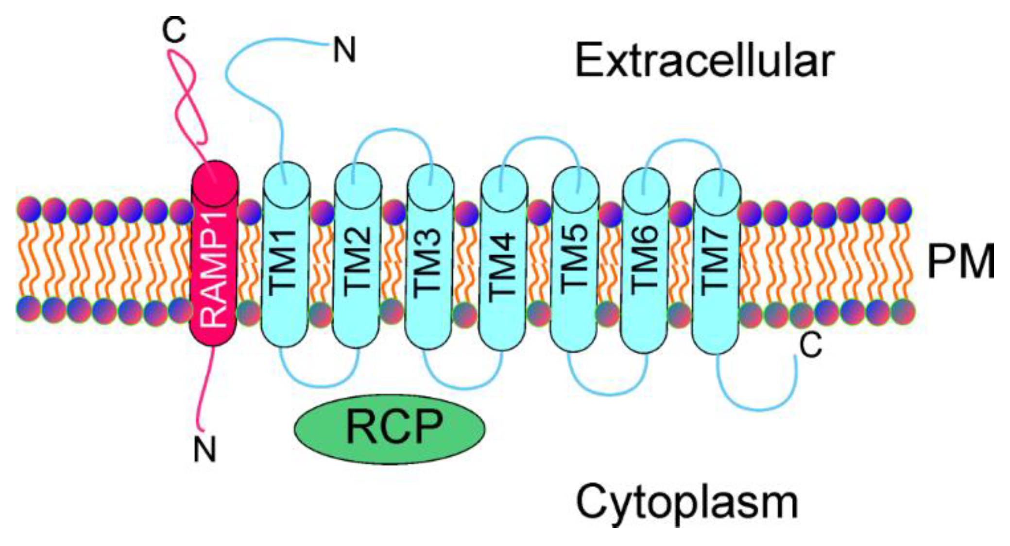 IJMS | Free Full-Text | Epigenetic Connection Of The Calcitonin Gene ...