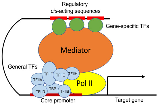 IJMS | Free Full-Text | The Mediator Complex: A Central Coordinator of  Plant Adaptive Responses to Environmental Stresses | HTML
