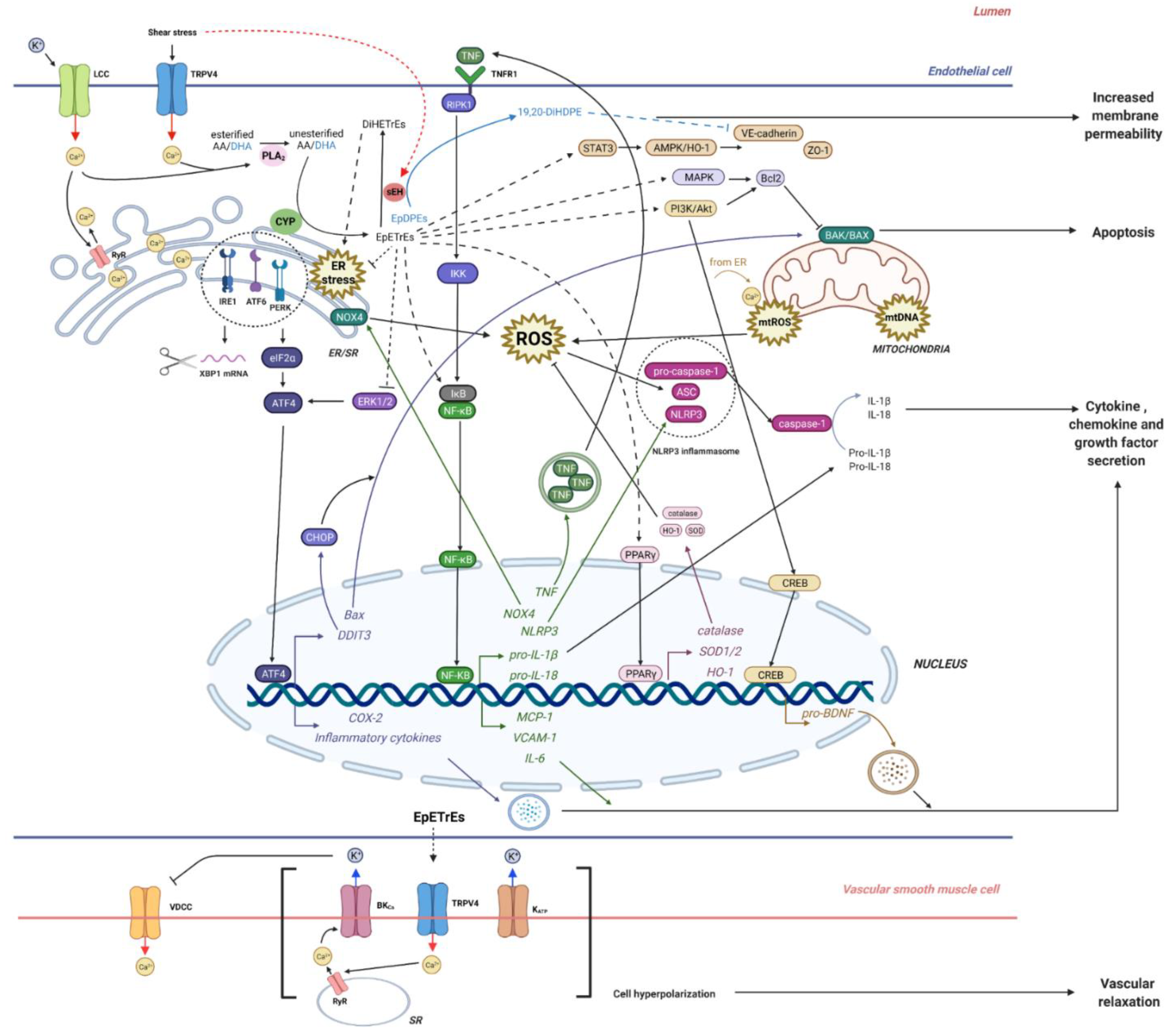 https://www.mdpi.com/ijms/ijms-23-06232/article_deploy/html/images/ijms-23-06232-g003.png