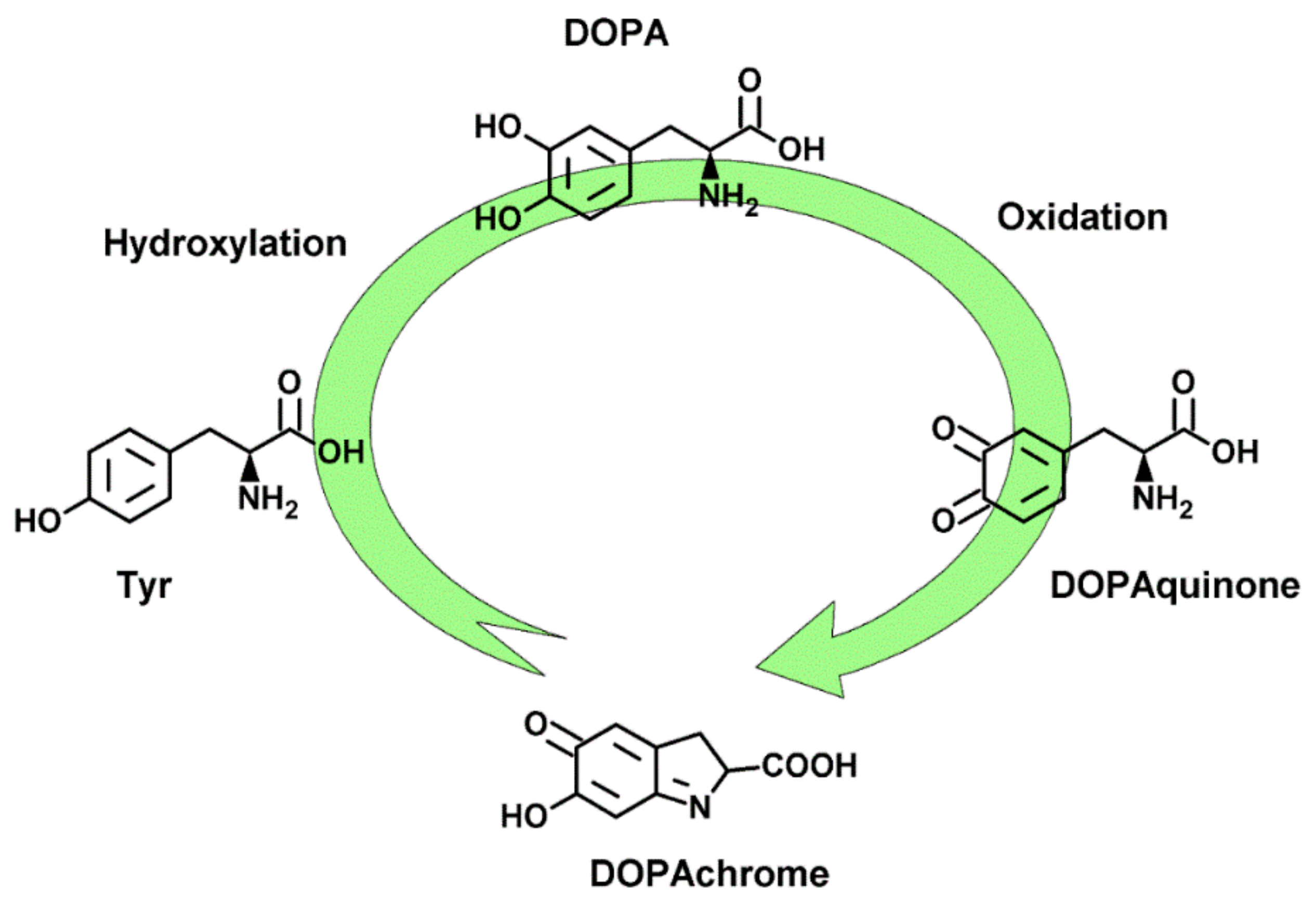 IJMS Free Full Text Antamanide Analogs As Potential Inhibitors Of Tyrosinase