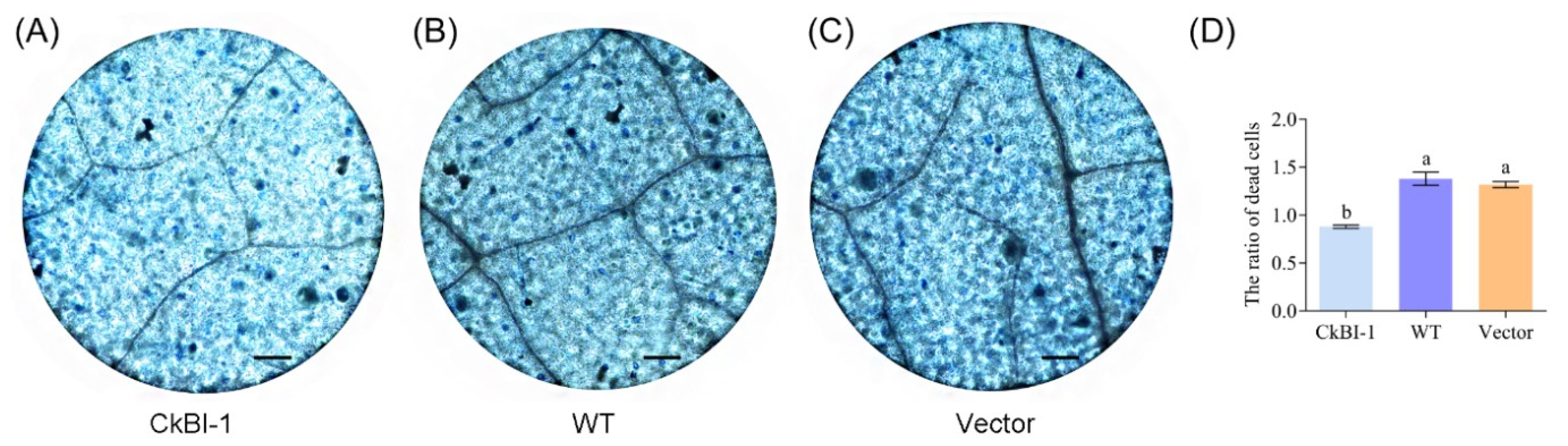 Ijms 23 06306 g004 Ijms 23 06306 g004