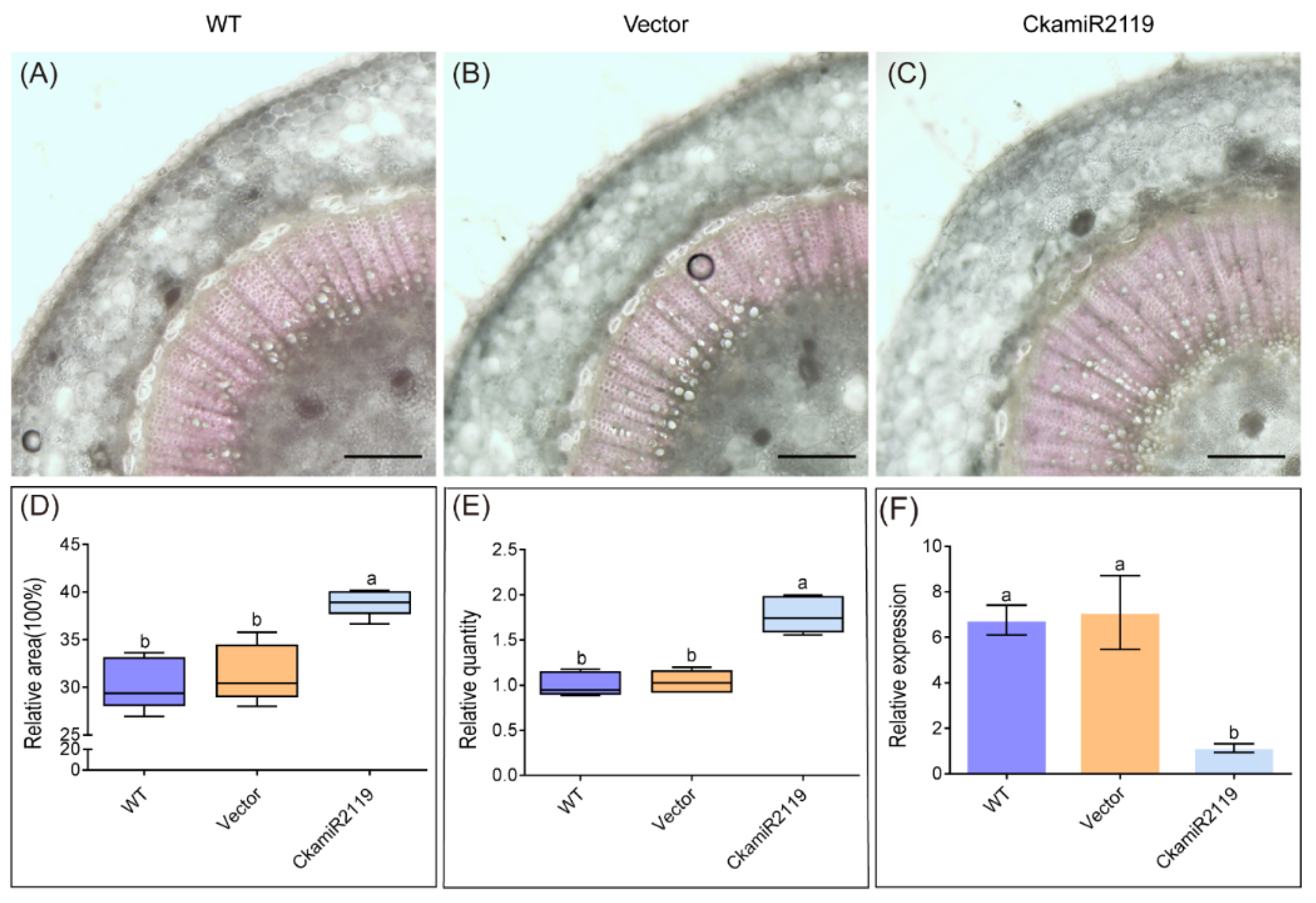 Ijms 23 06306 g005 Ijms 23 06306 g005