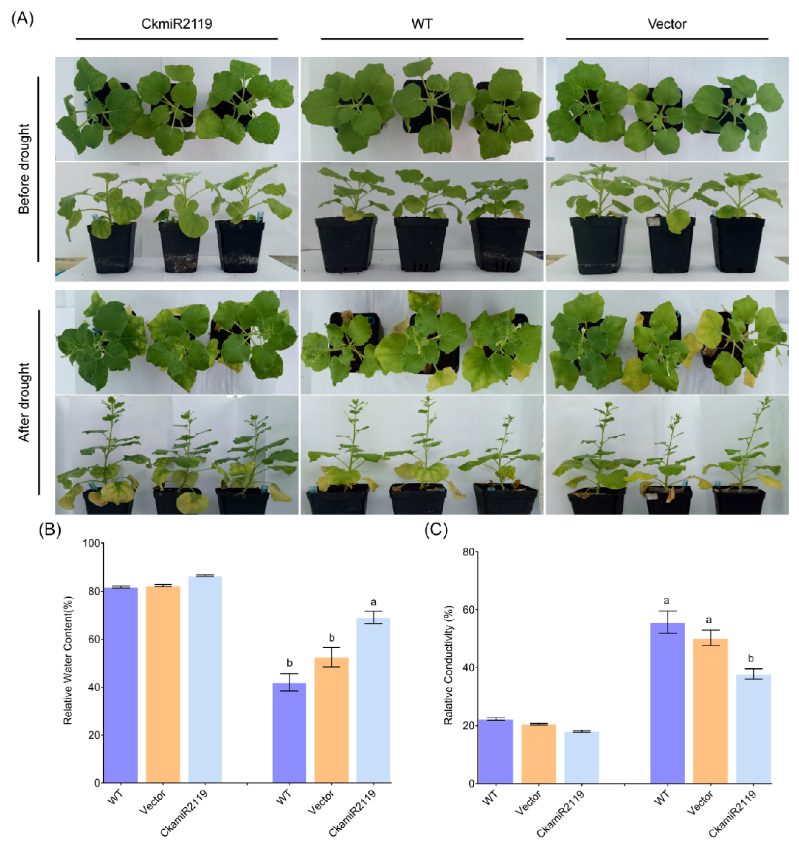 Ijms 23 06306 g006 Ijms 23 06306 g006