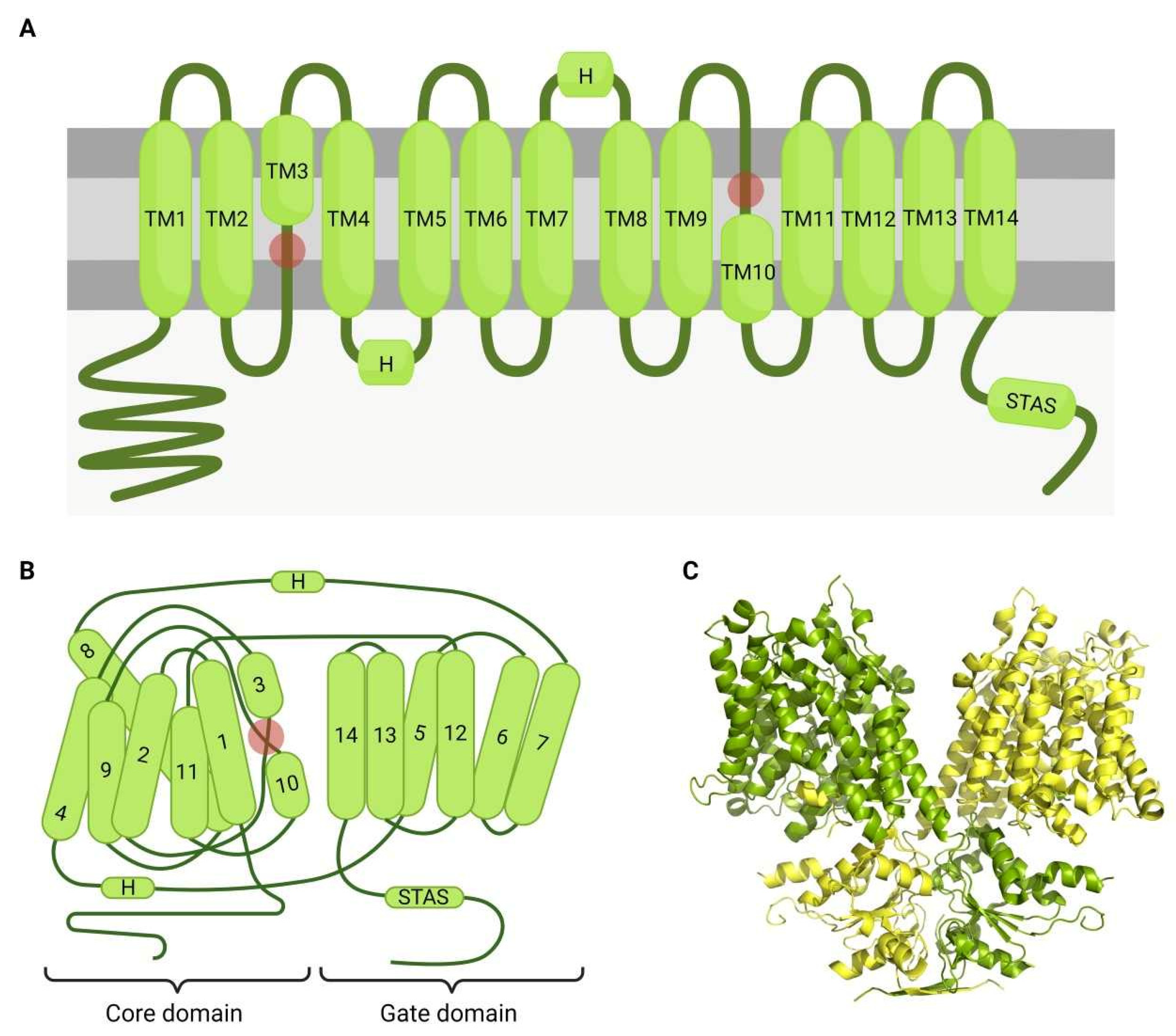 Ijms 23 06333 g002 Ijms 23 06333 g002