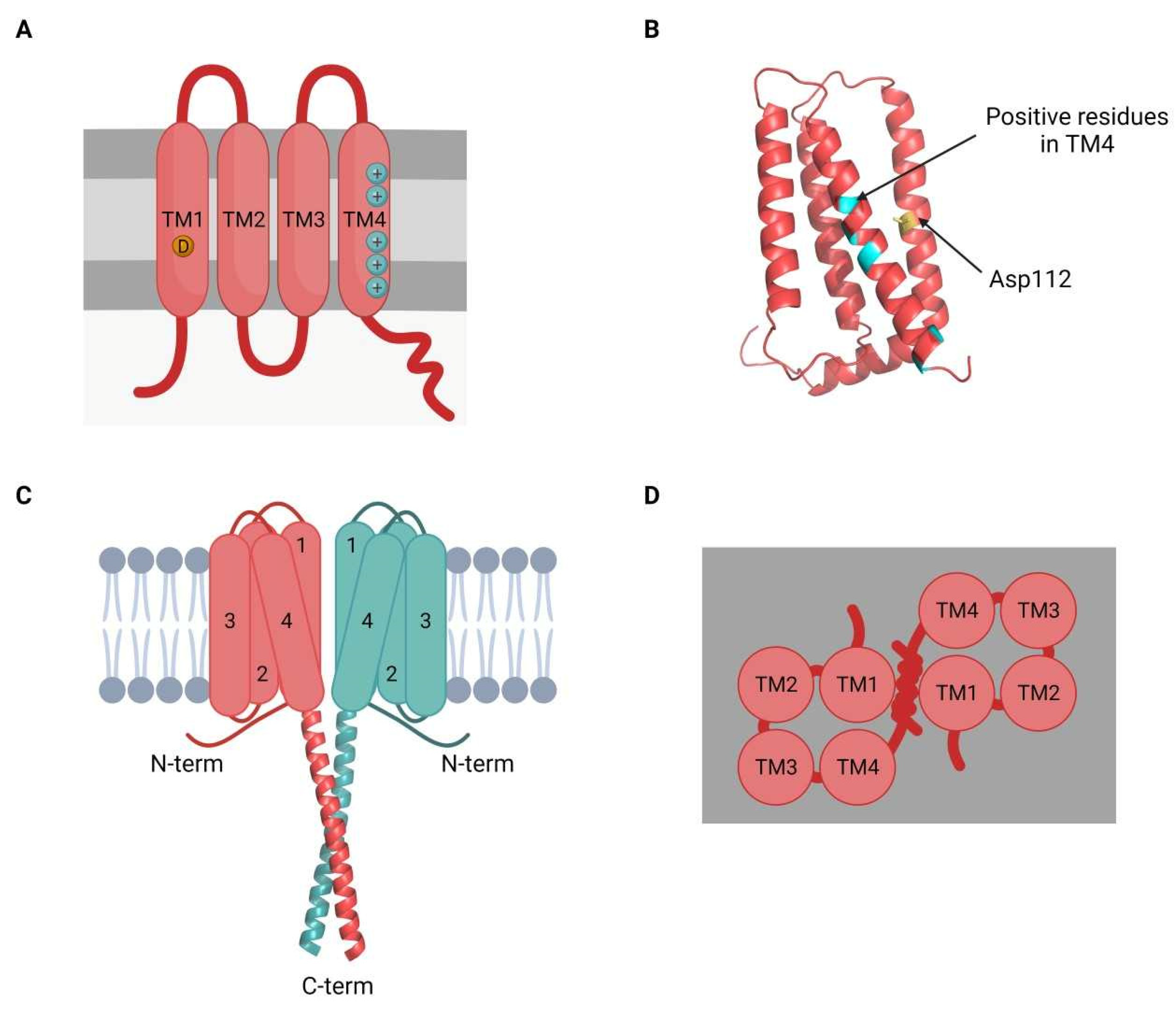 Ijms 23 06333 g004 Ijms 23 06333 g004