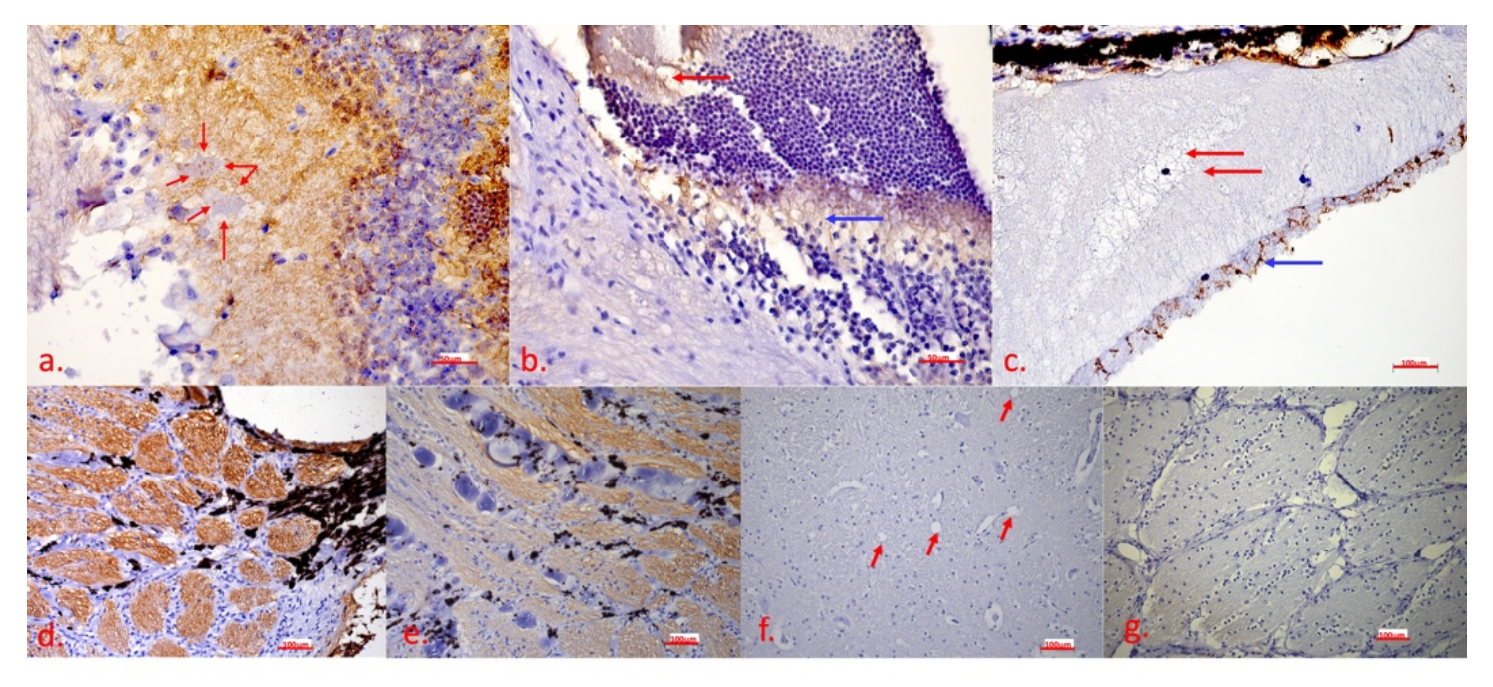 Ijms 23 06335 g006 Ijms 23 06335 g006