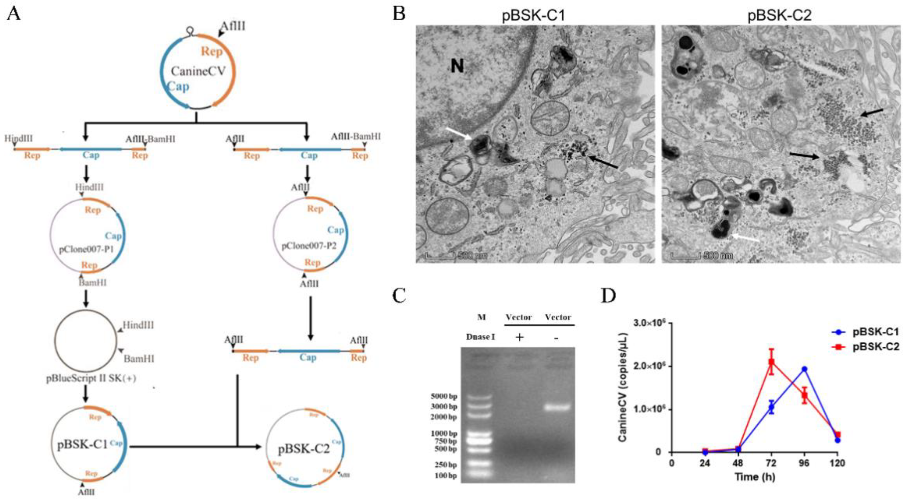 IJMS | Free Full-Text | Canine Circovirus Suppresses the Type I