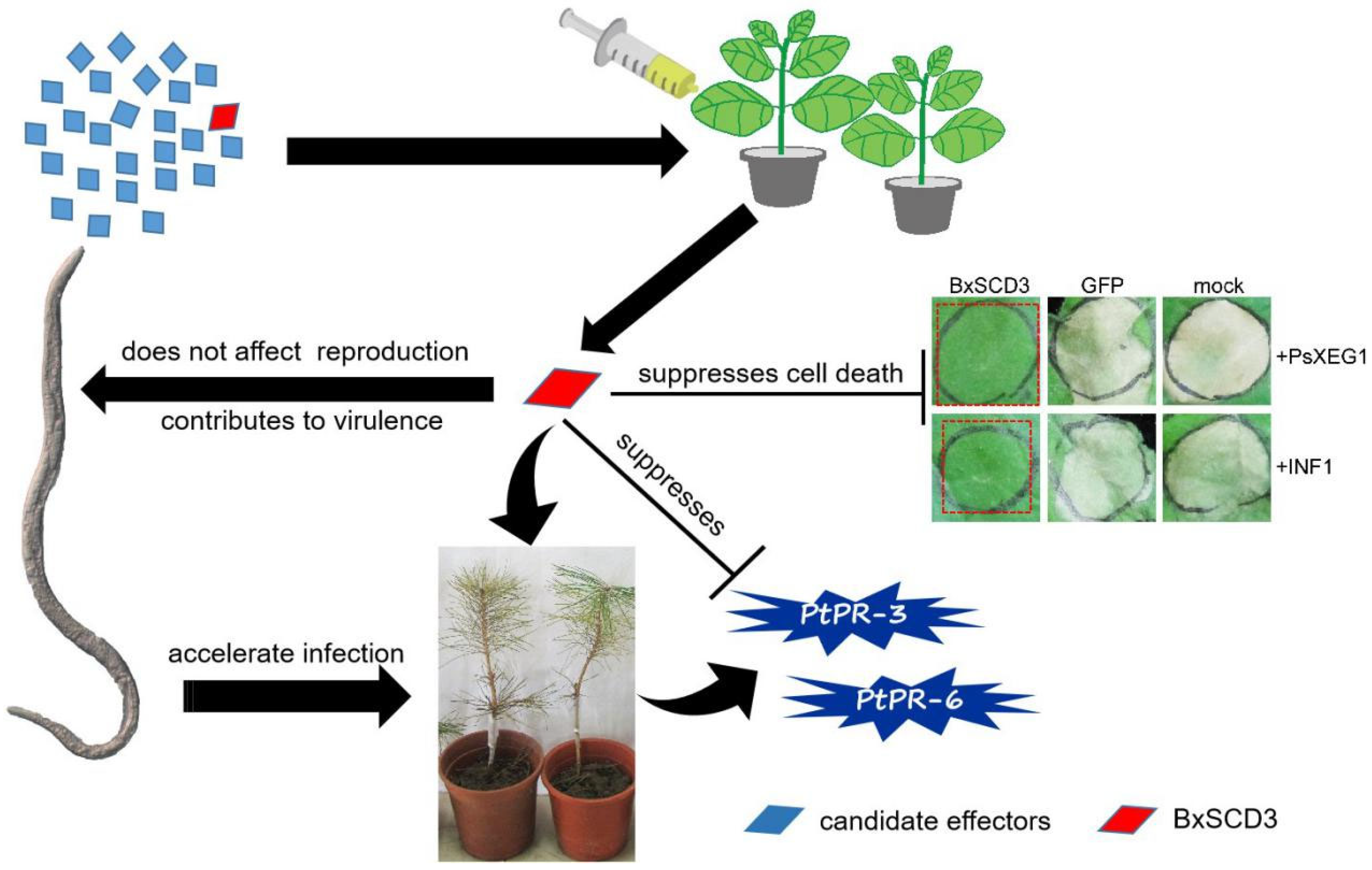 IJMS | Free Full-Text | A Bursaphelenchus xylophilus Effector, BxSCD3 ...