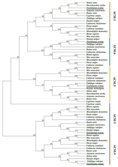 IJMS Free Full Text Molecular Characterization Tissue  